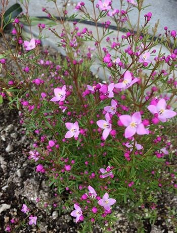花壇に新しい花を植えました 株式会社江田建設