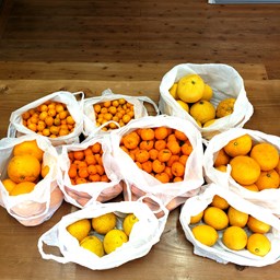柑橘祭り🍊