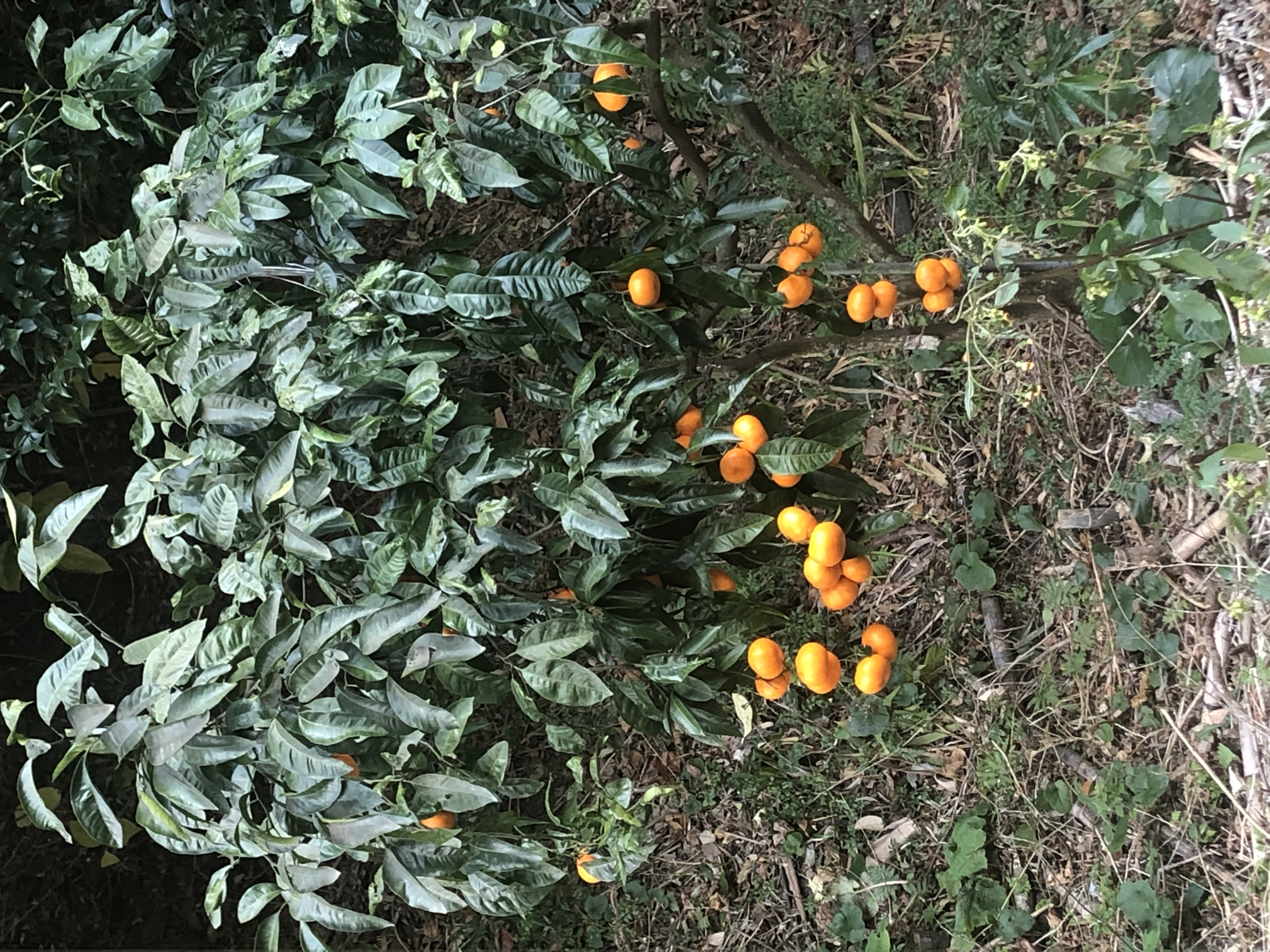 image_67504641.JPG