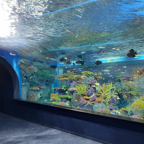 DMMかりゆし水族館🐬