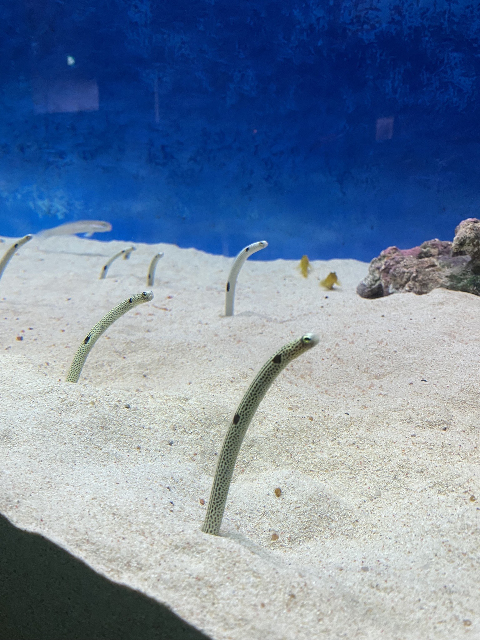 image_123650291.JPG
