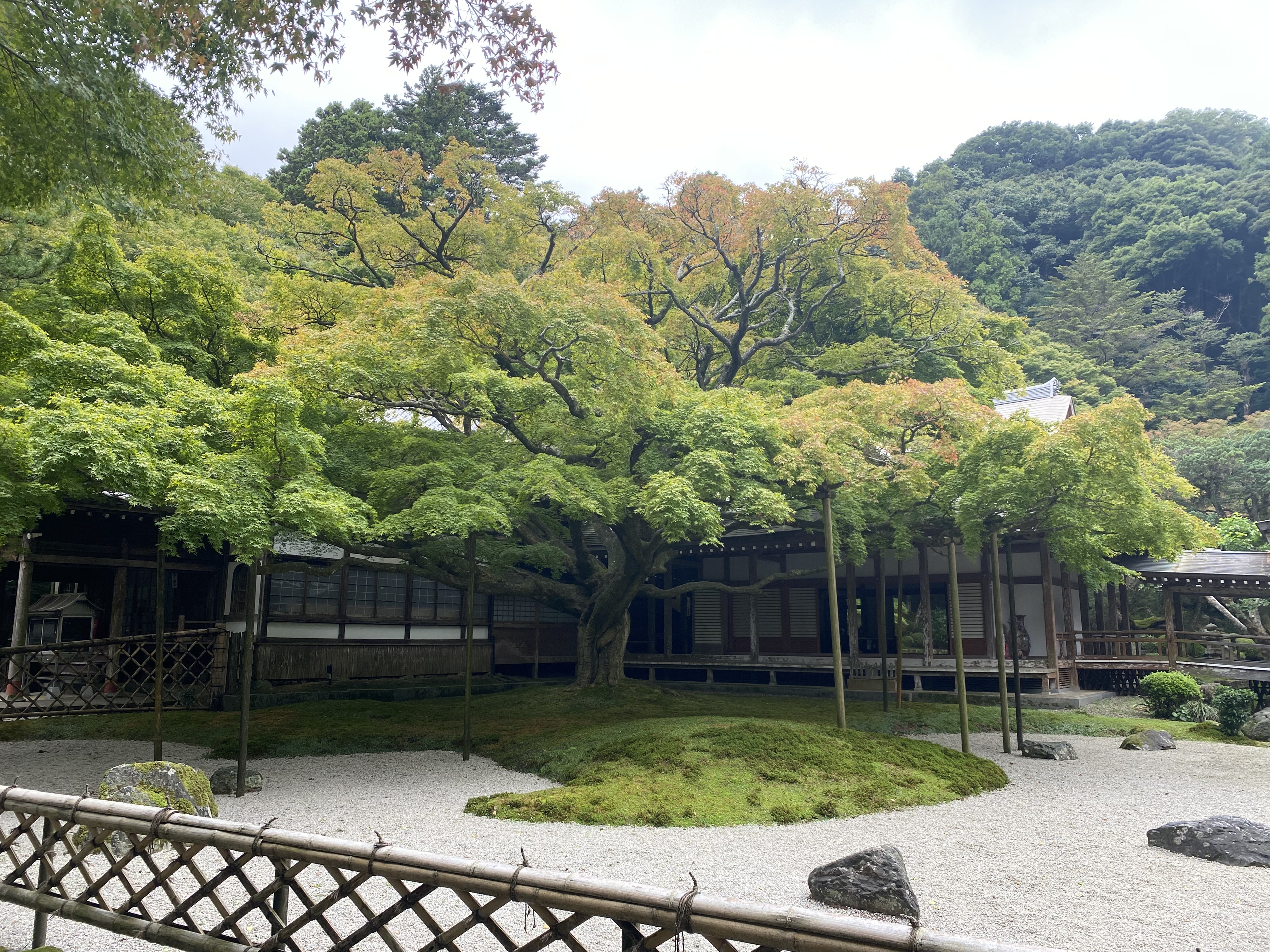 IMG_7780.jpeg