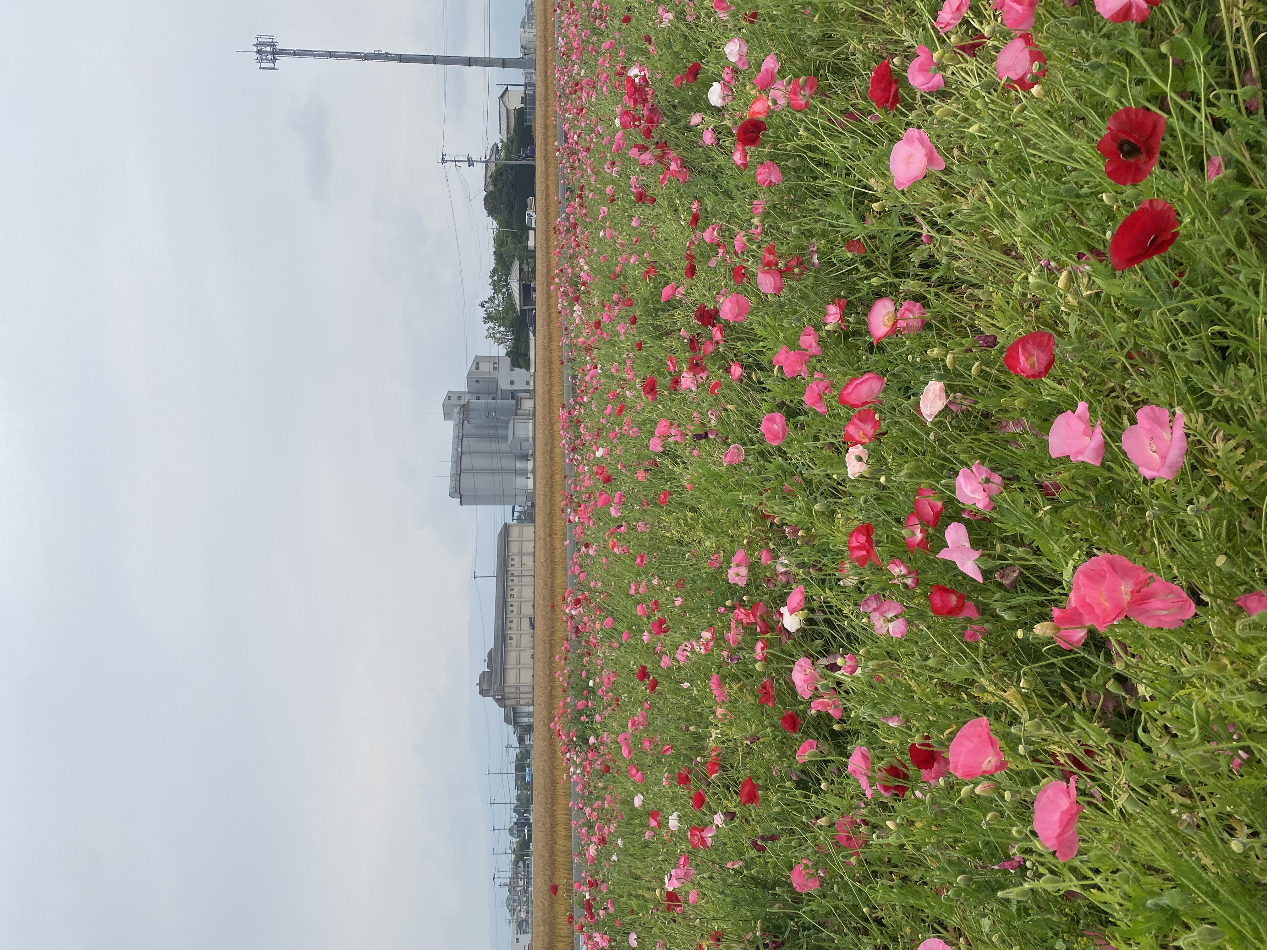 IMG_0437.jpeg