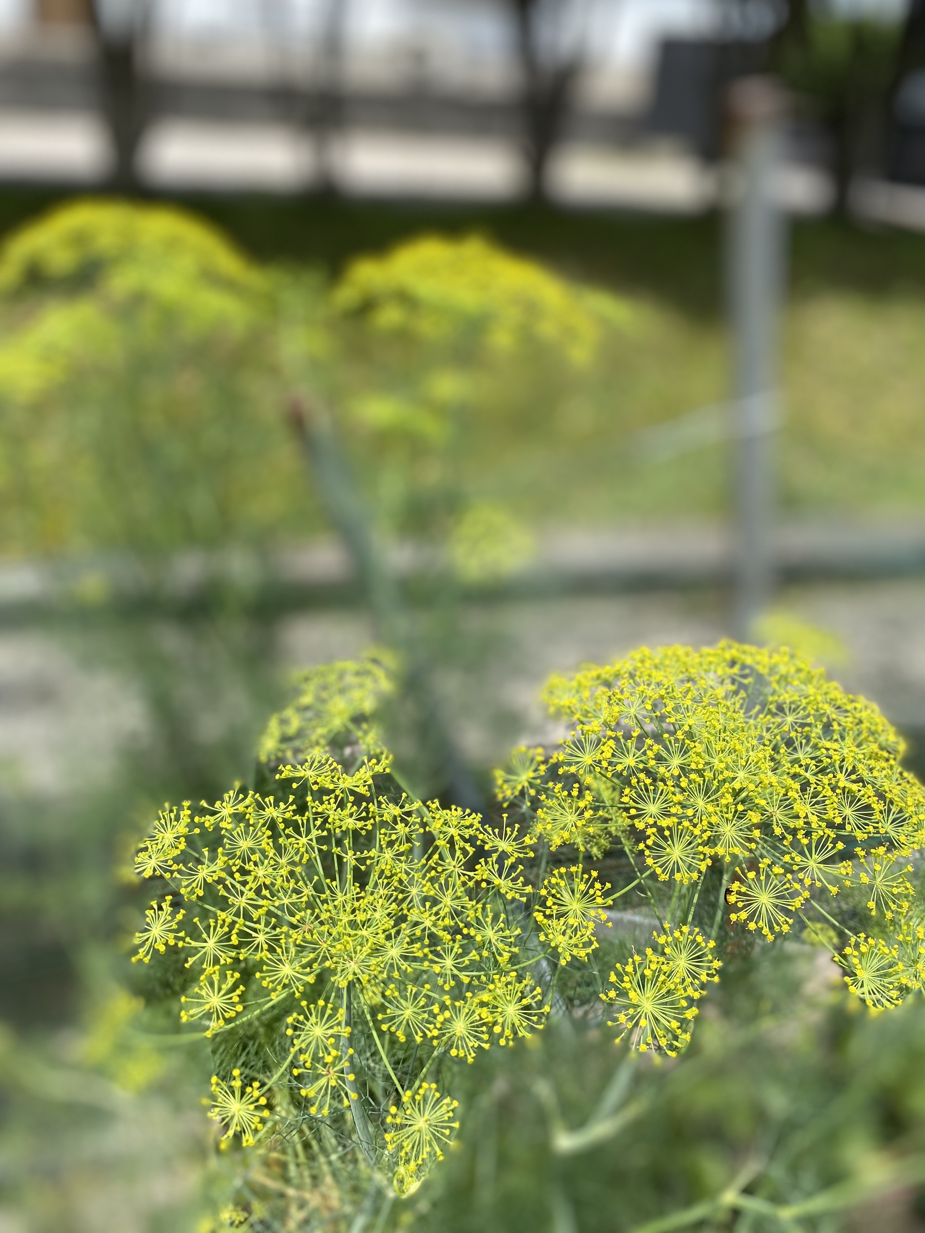 IMG_0675.jpeg