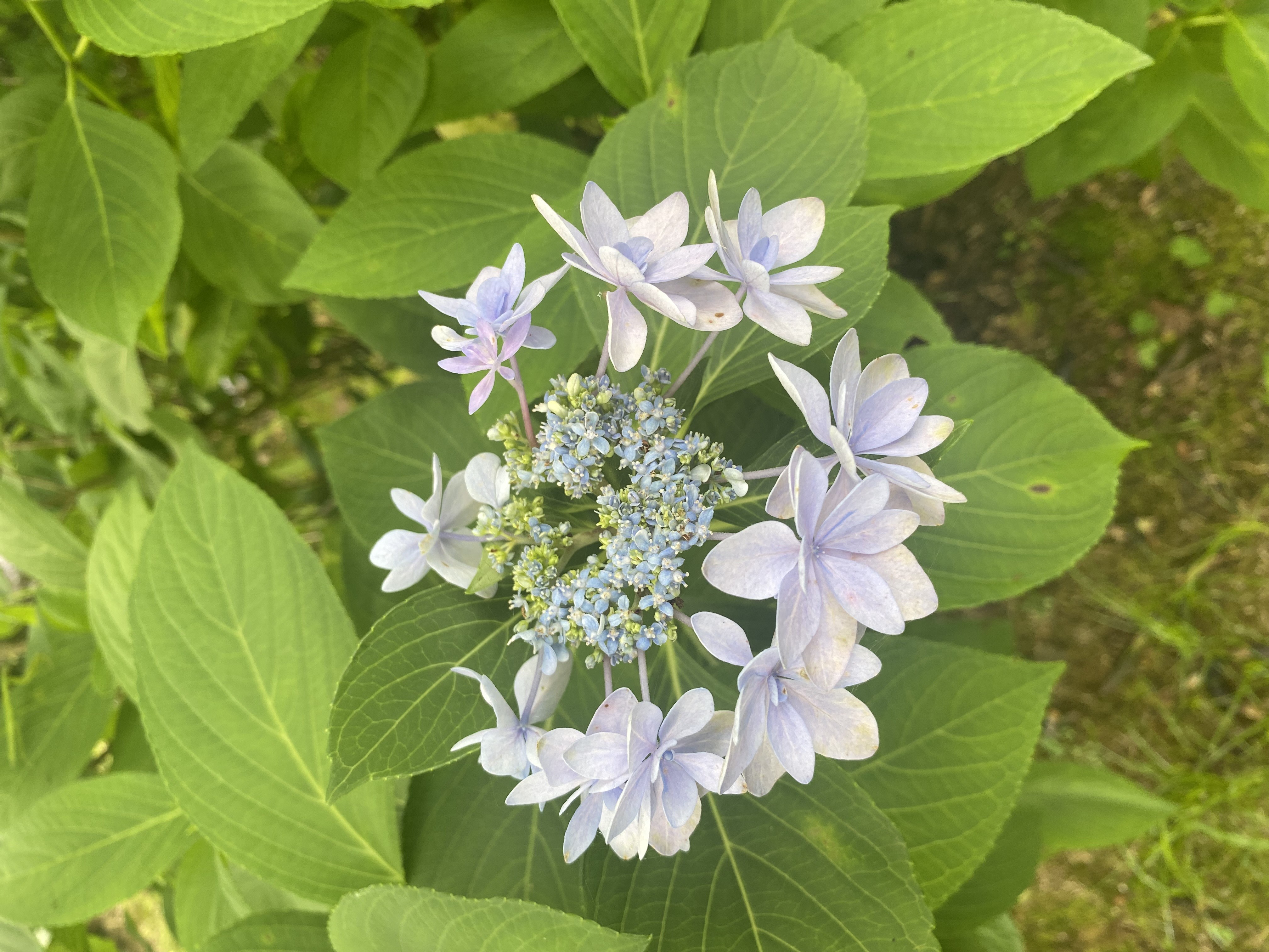 IMG_0996.jpeg