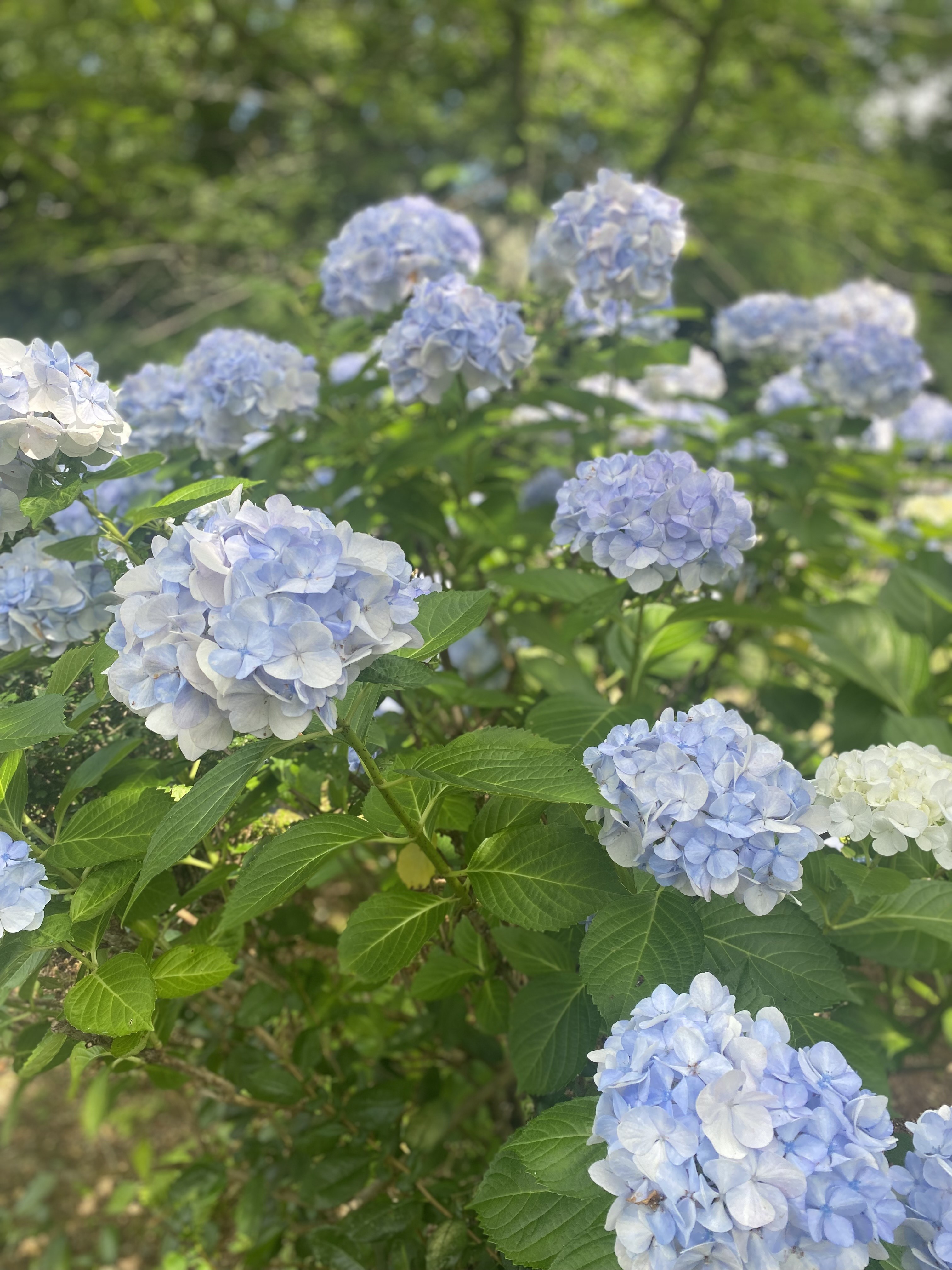 IMG_0997.jpeg
