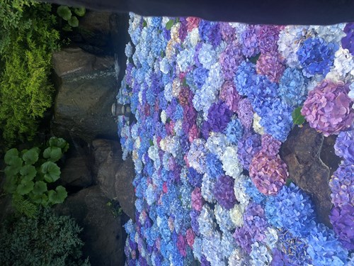 福智山ろく花公園