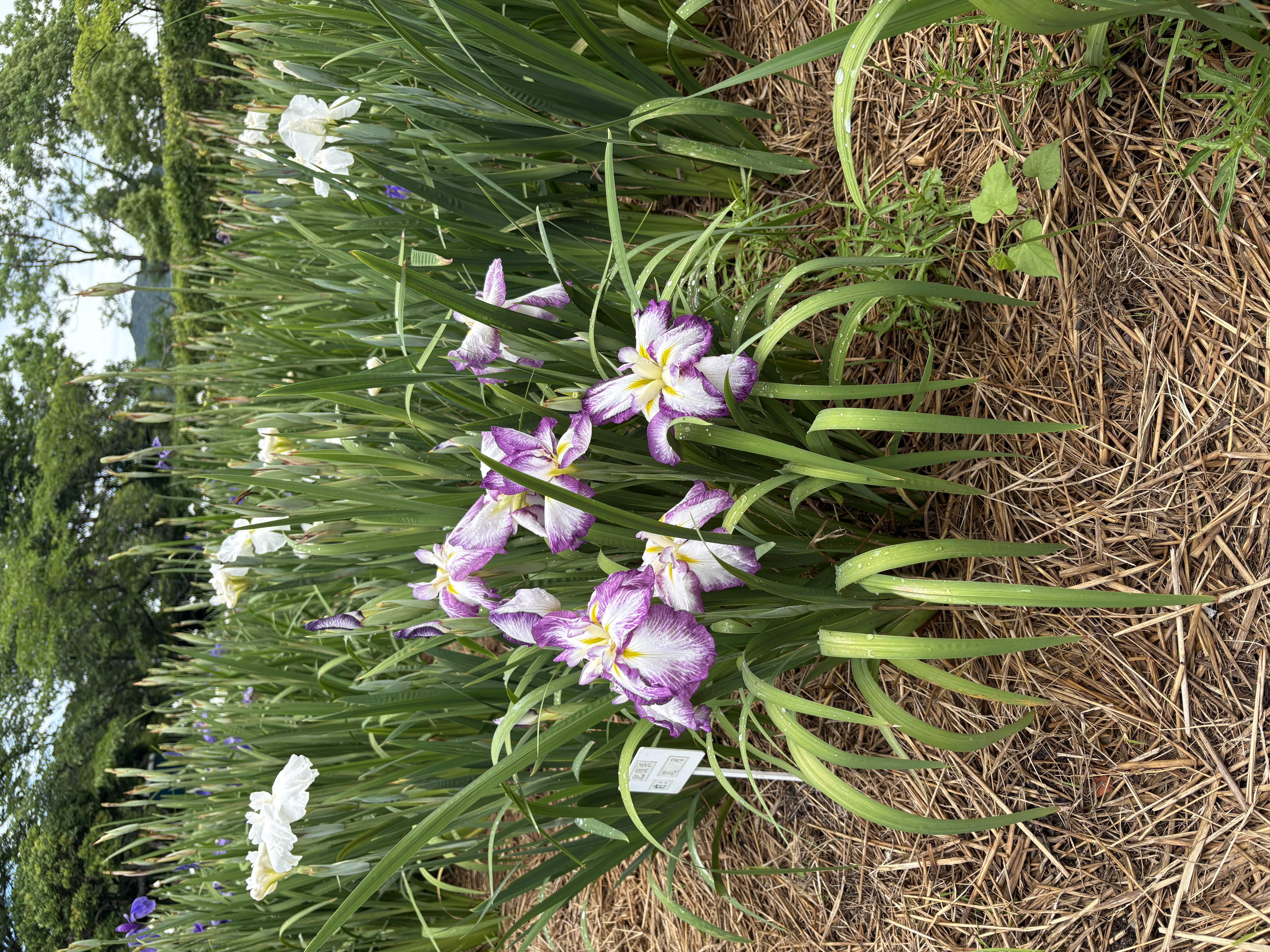 IMG_5870.jpeg