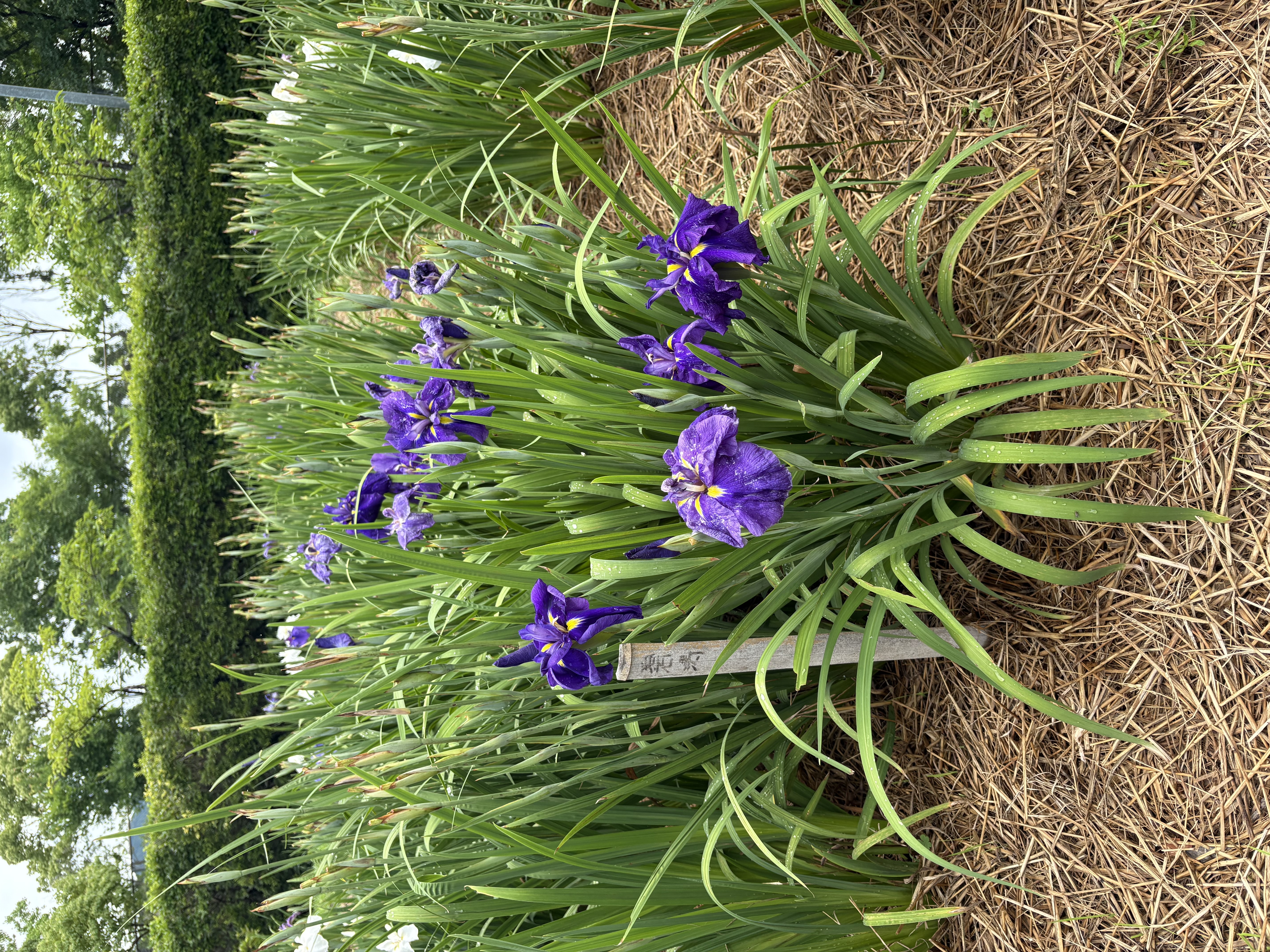 IMG_5867.jpeg