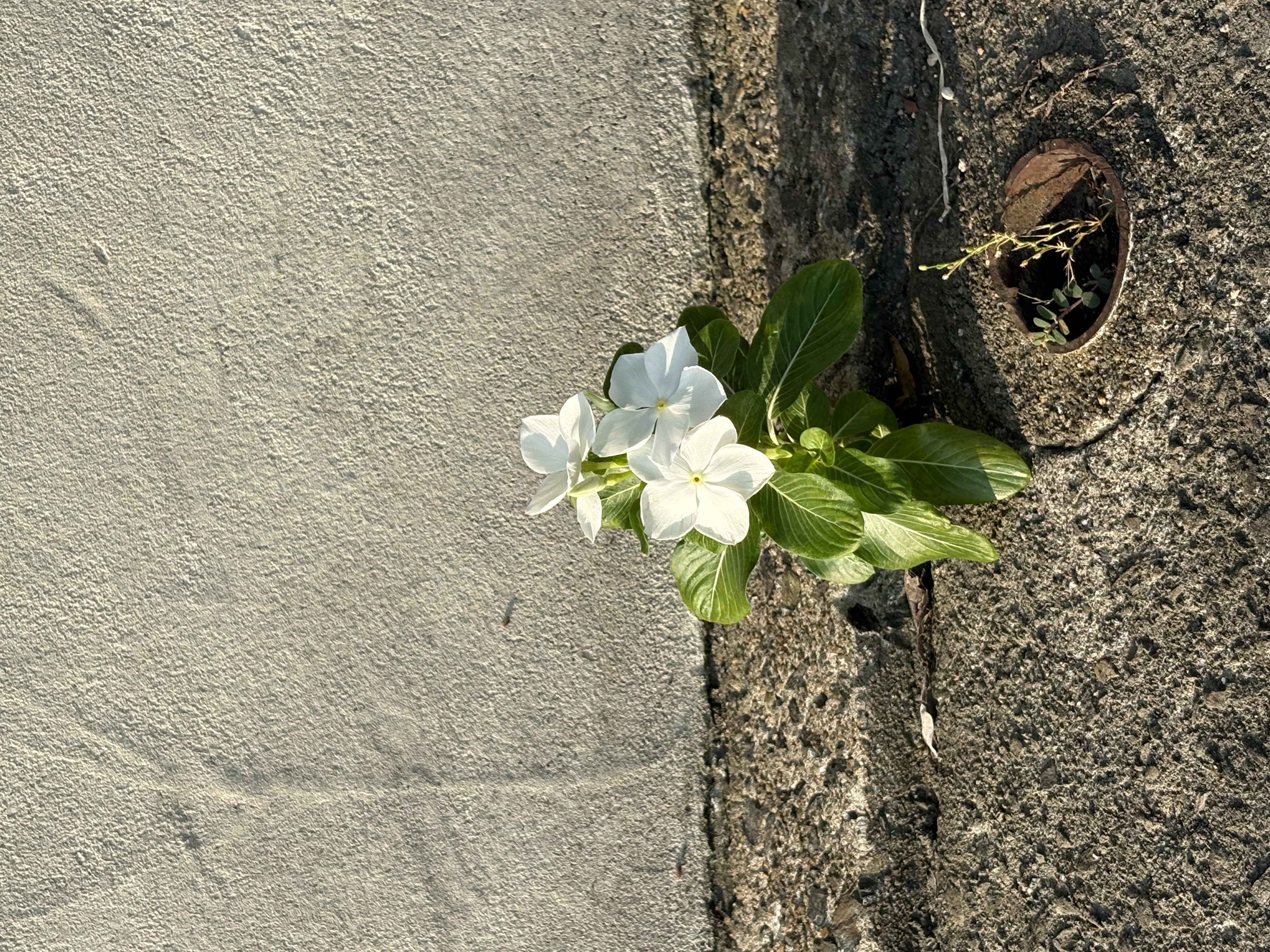 ど根性日々草