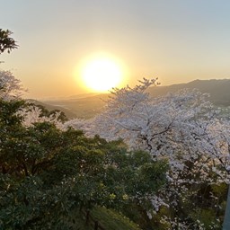 朝日山の桜