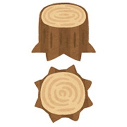 木材の成長と年輪について