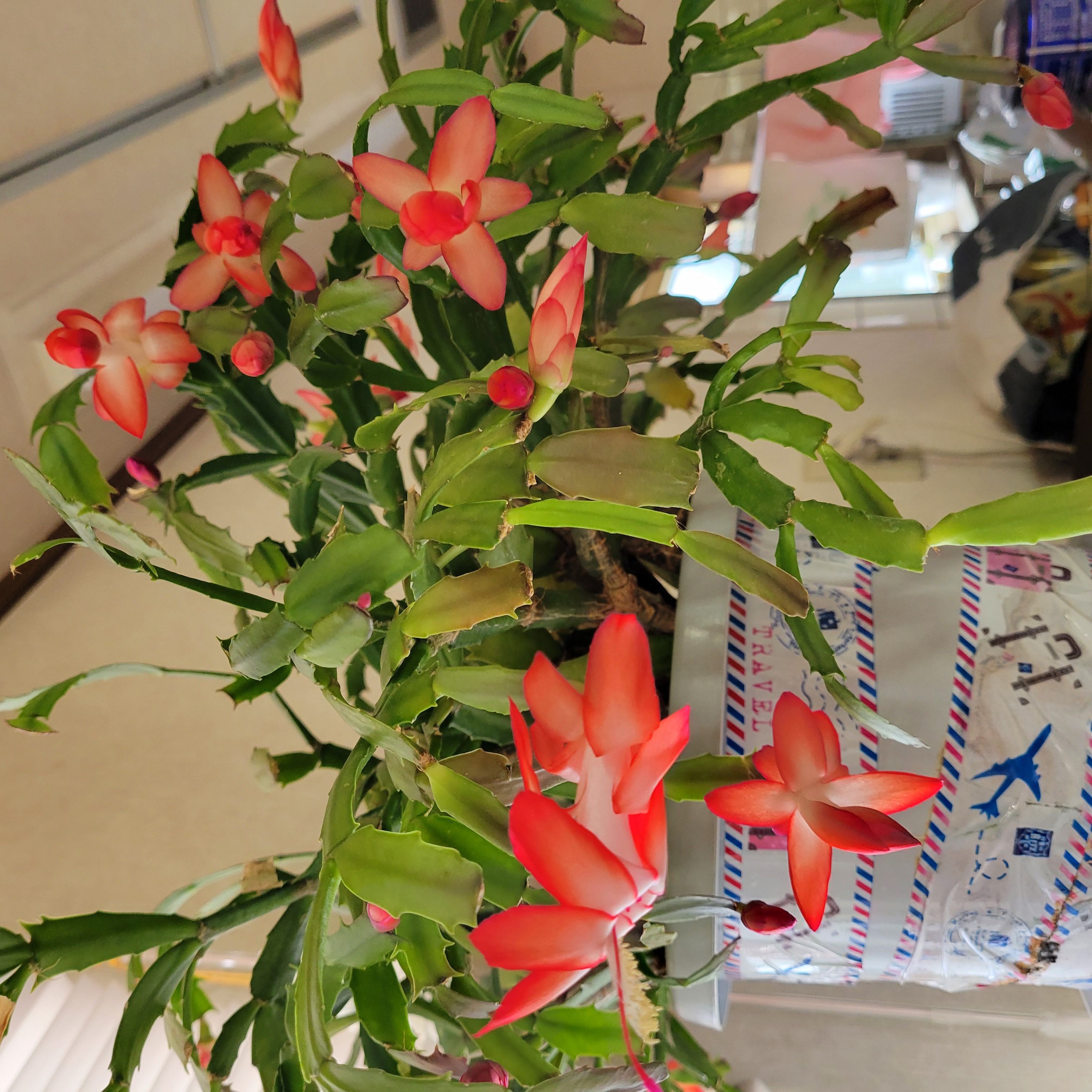 シャコバサボテン