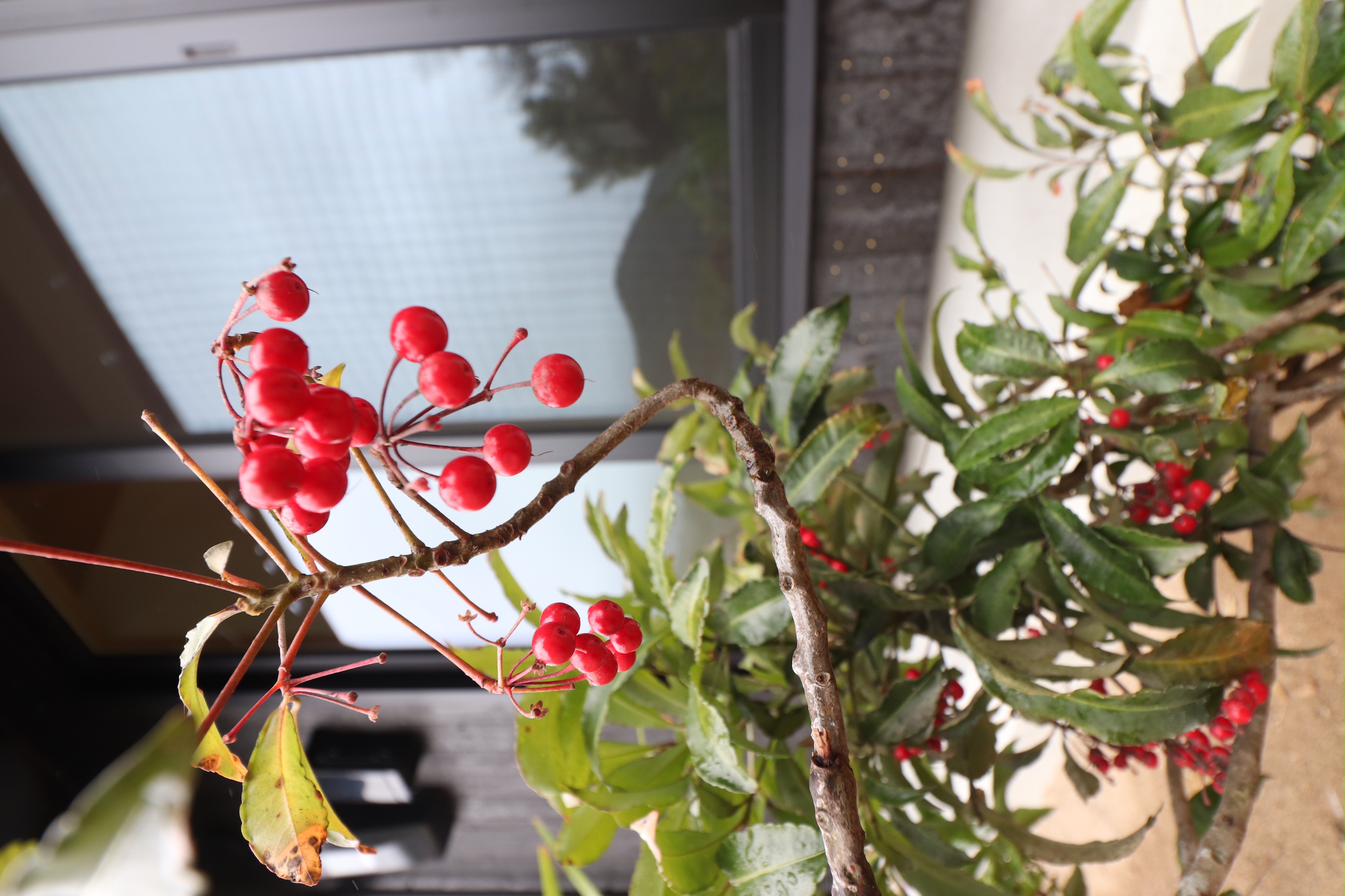 この実なんの実