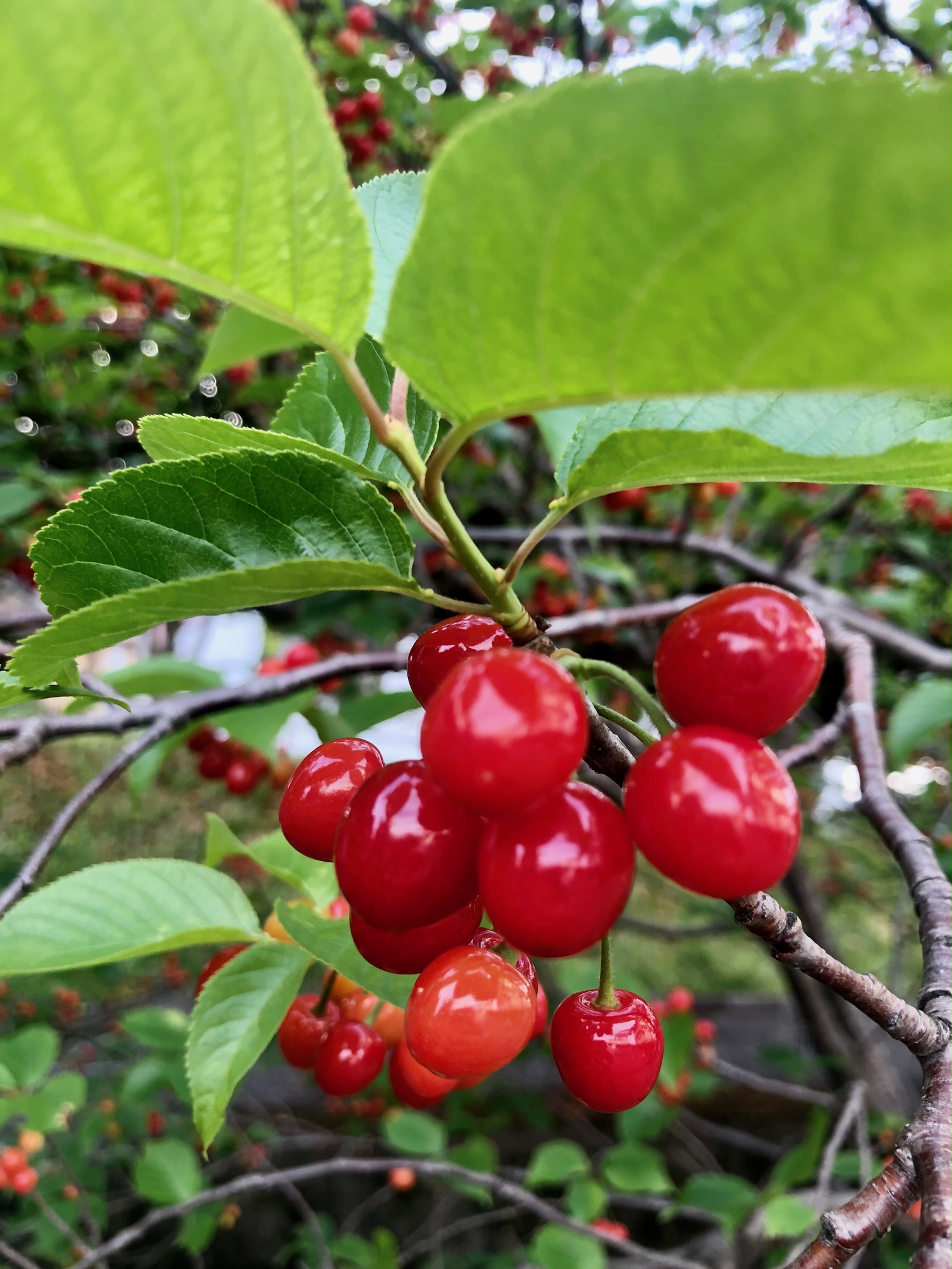 かわいいあの子に