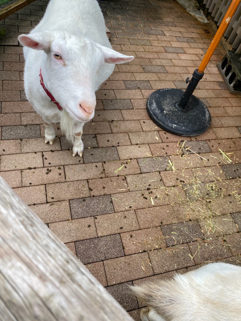 ヤギ🐐