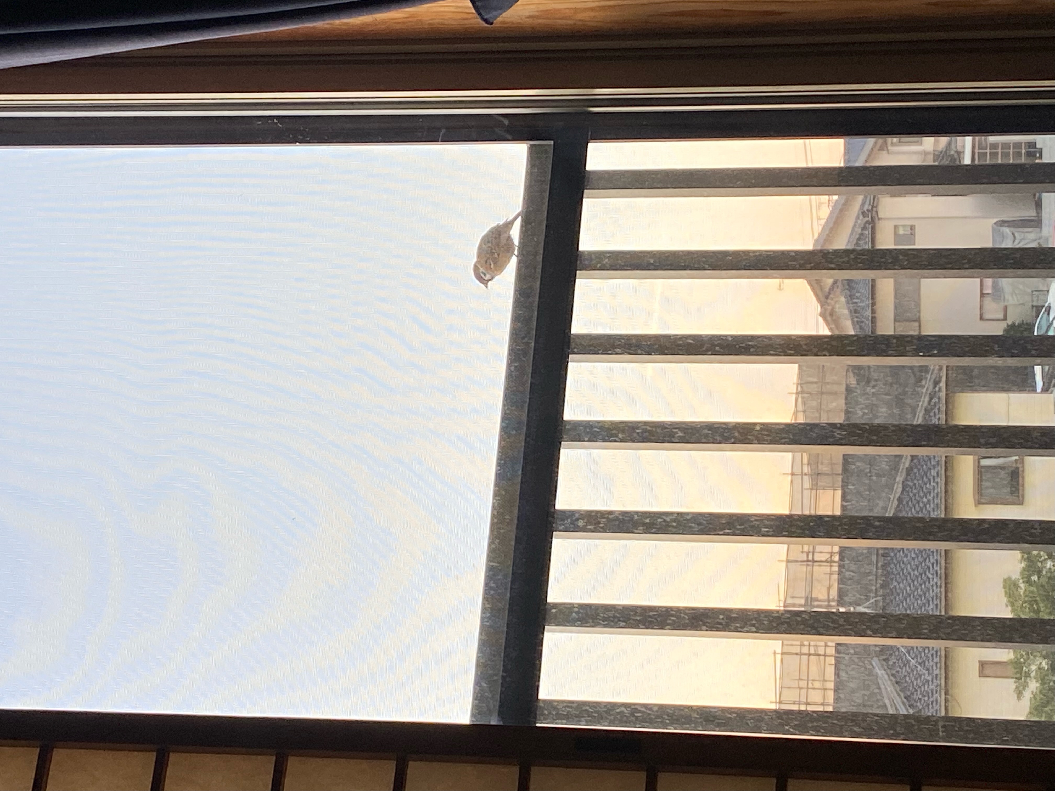 可愛い目覚まし⏰