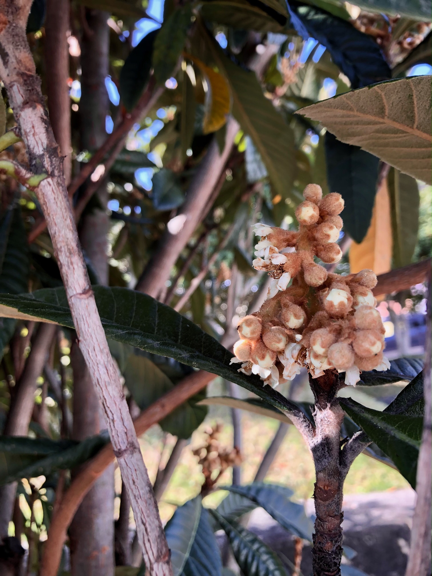 枇杷の赤ちゃん