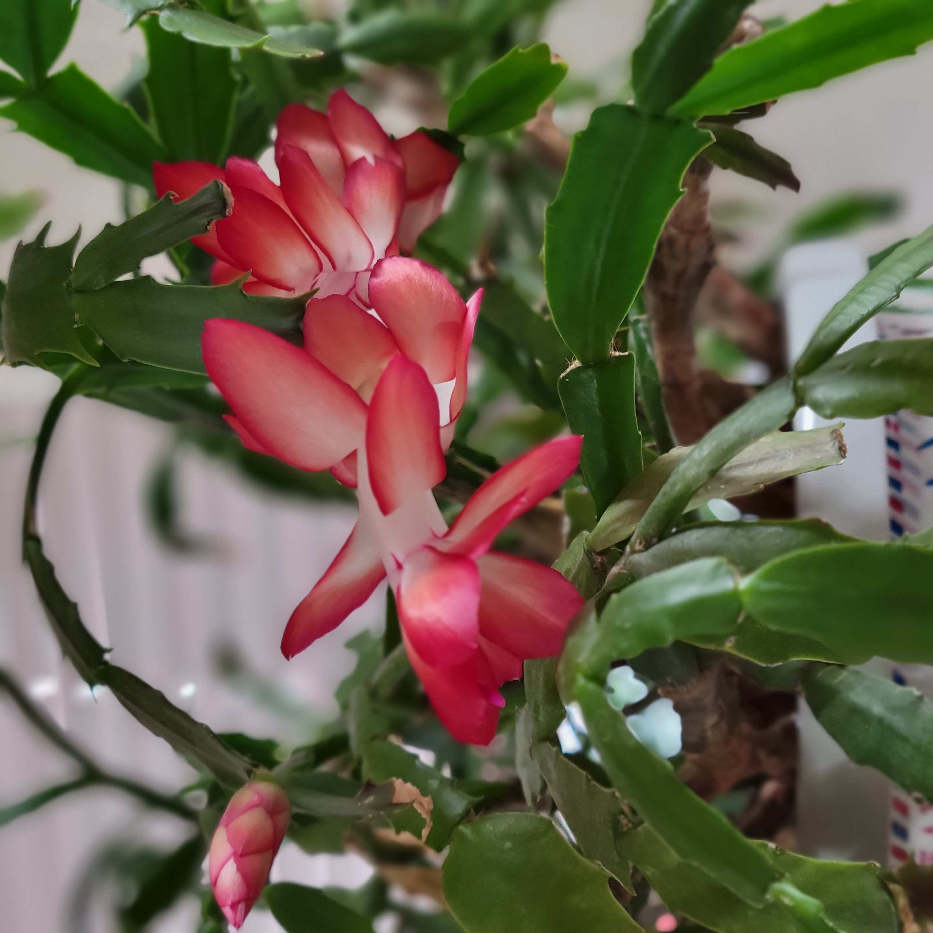 シャコバサボテン