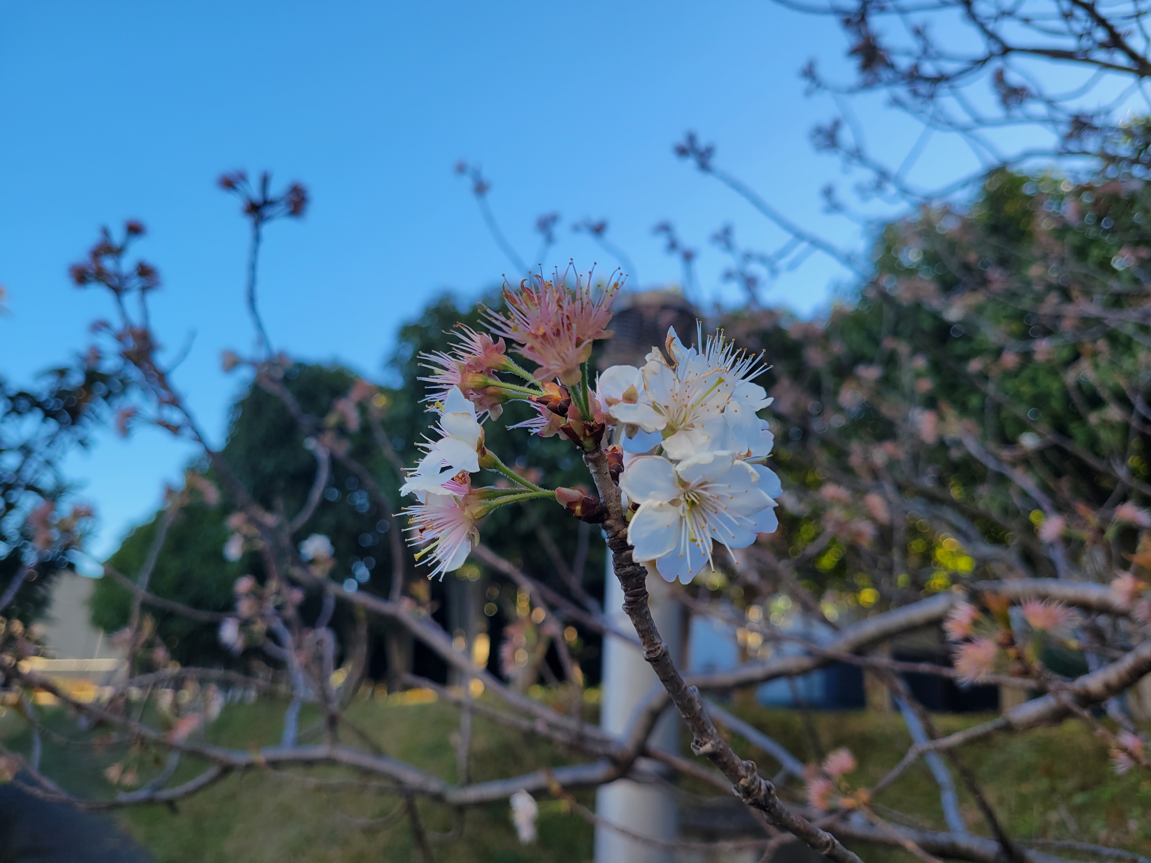 さくらんぼの木