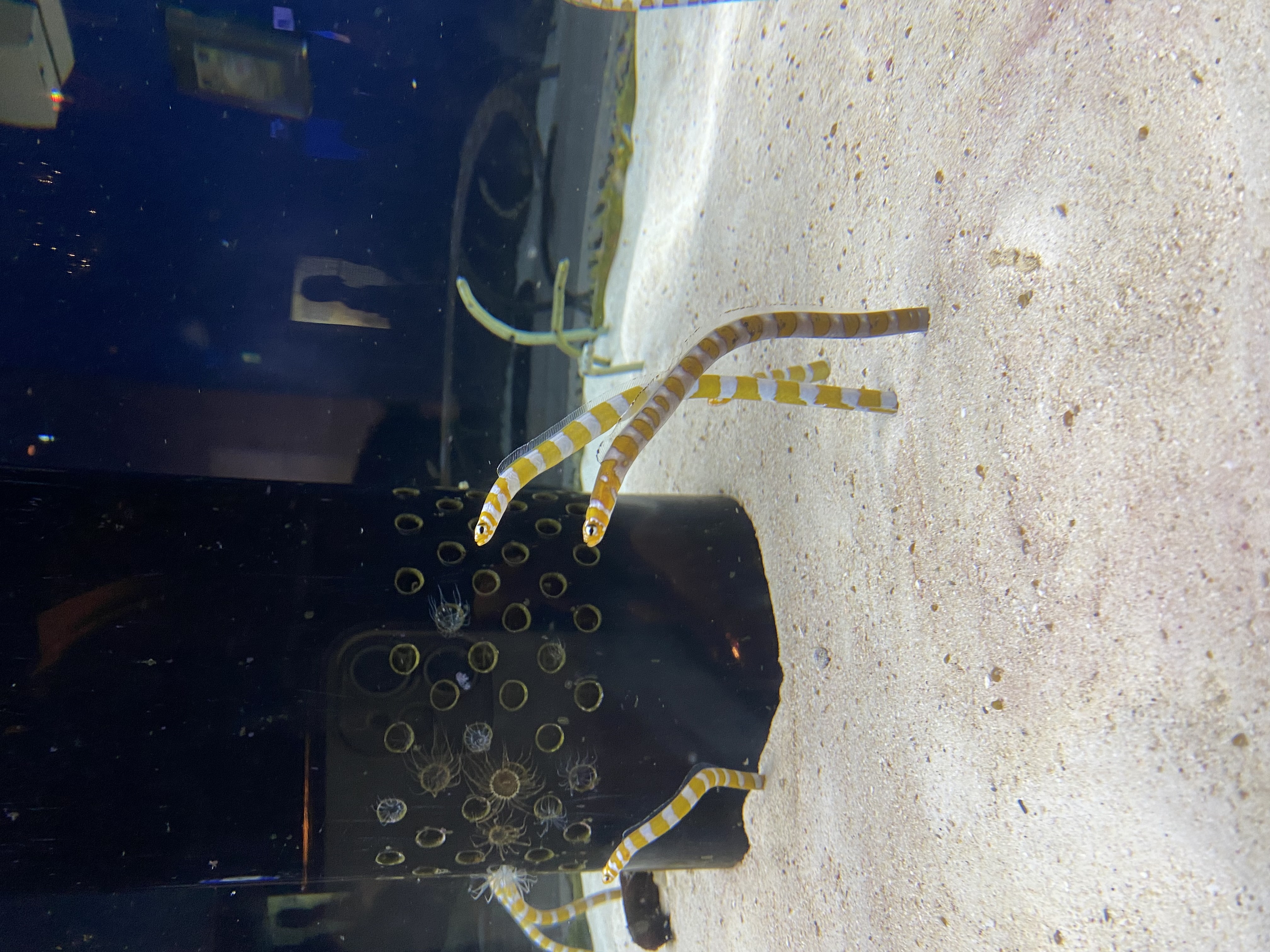 かわい子ちゃん