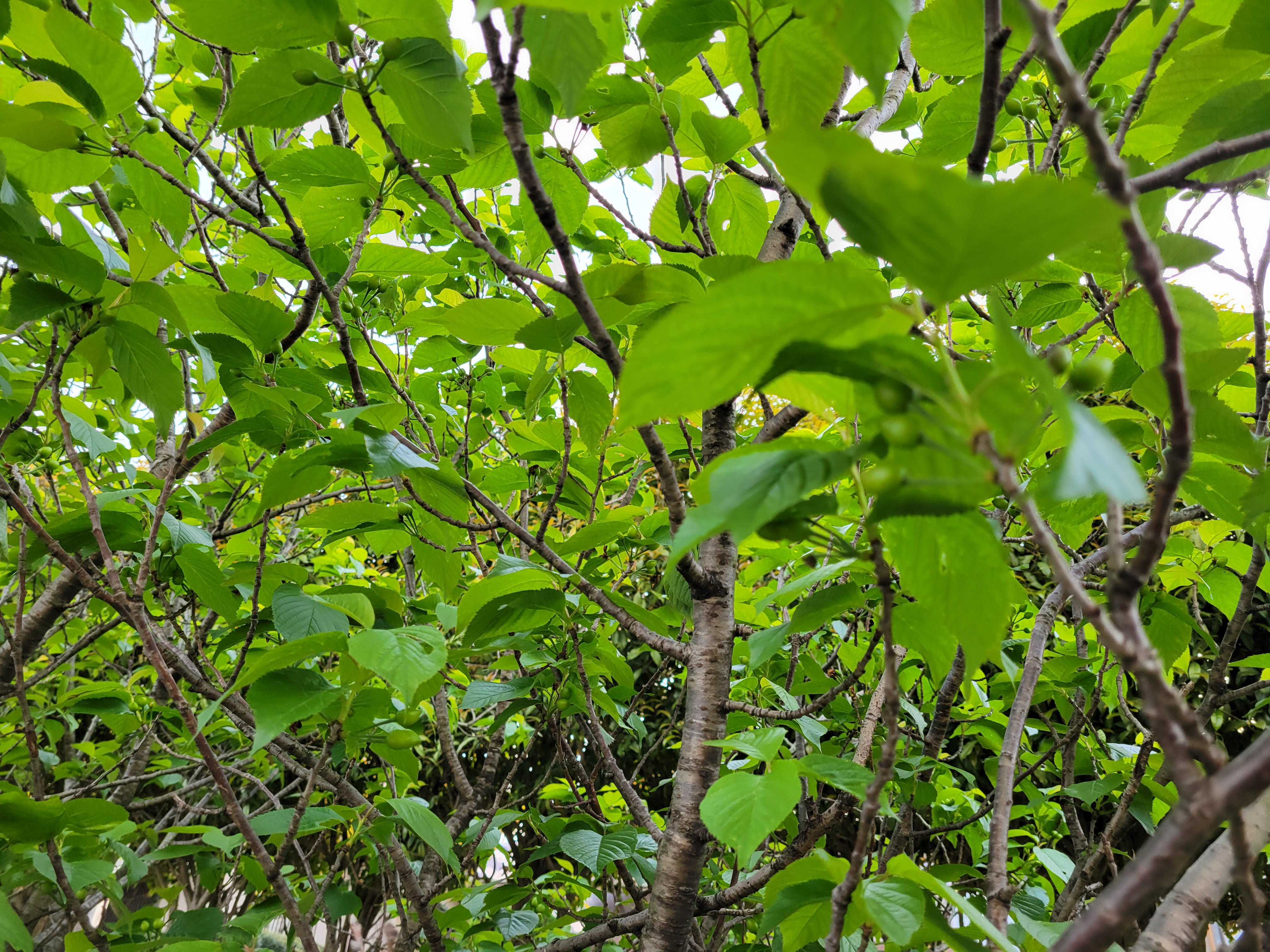 さくらんぼの実