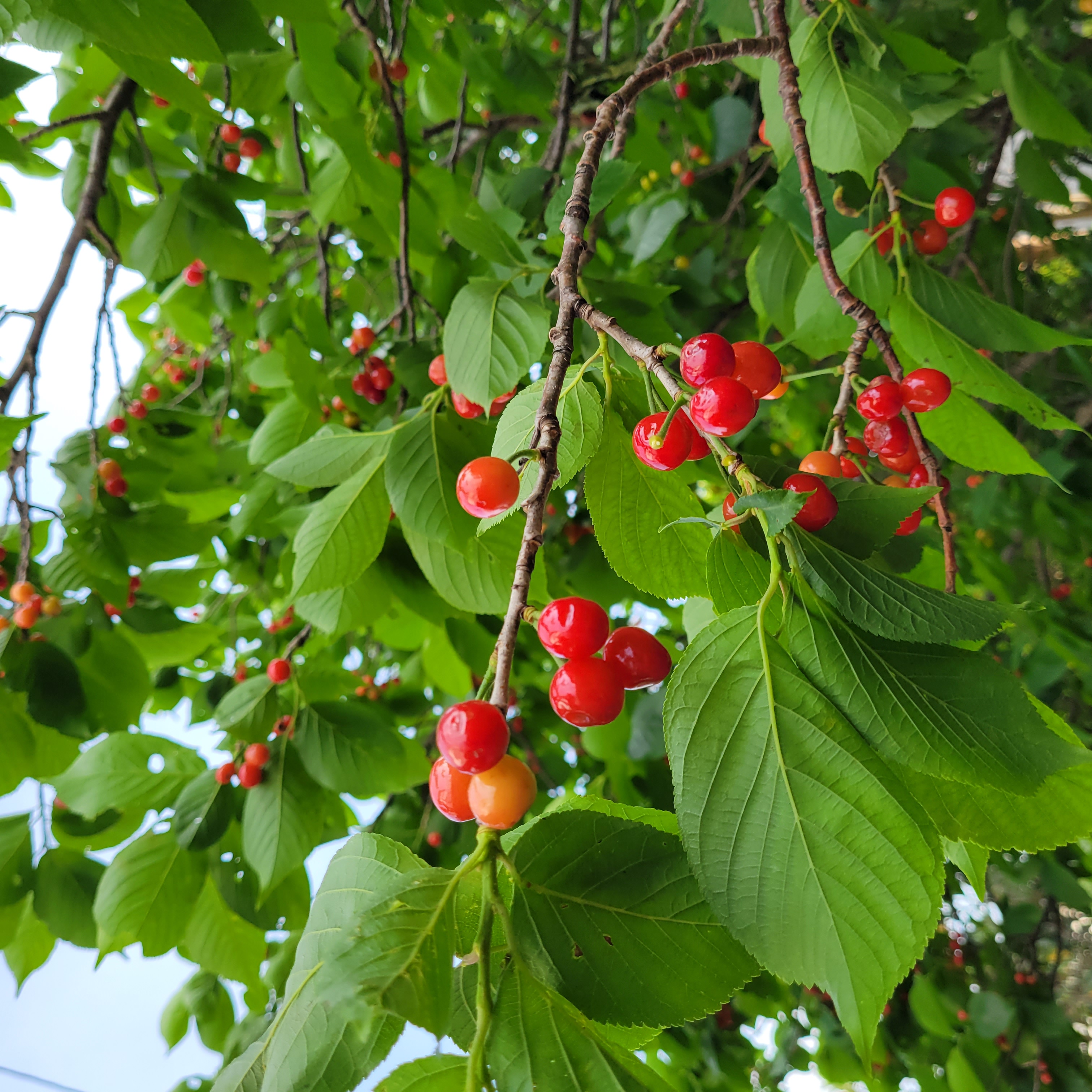 さくらんぼ🍒