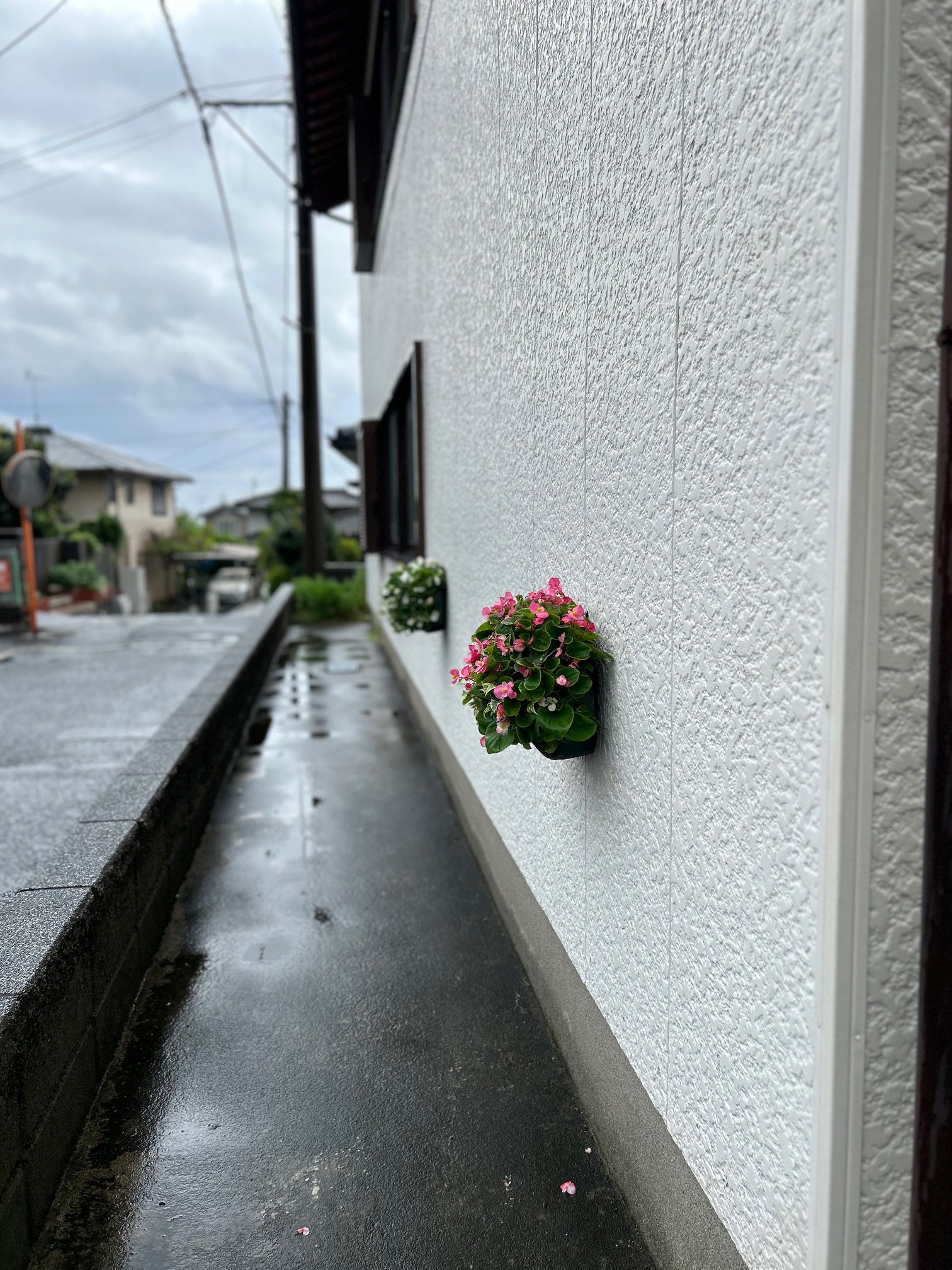 ウェルカムフラワー