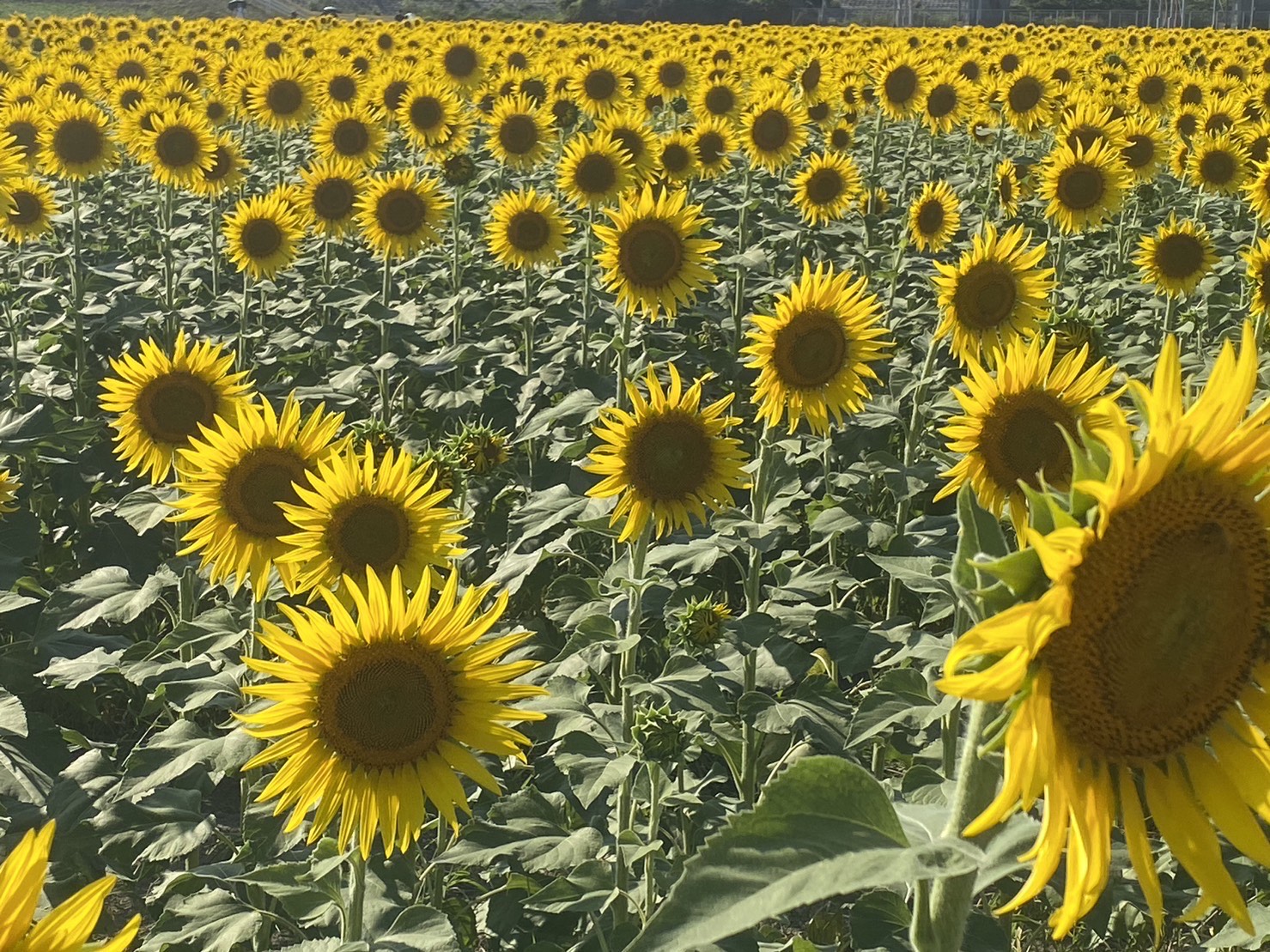 柳川ひまわり園