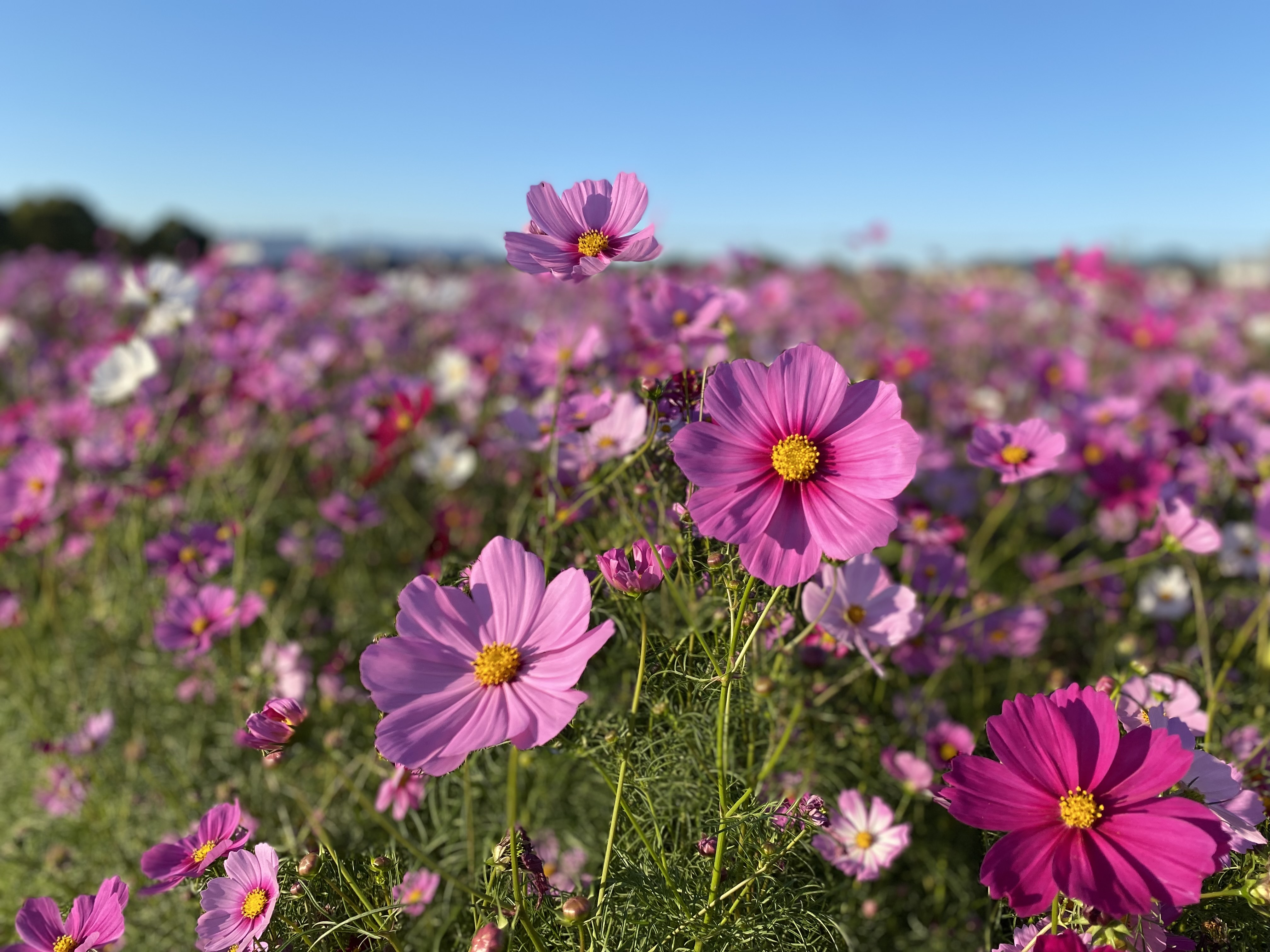 キリンビール園