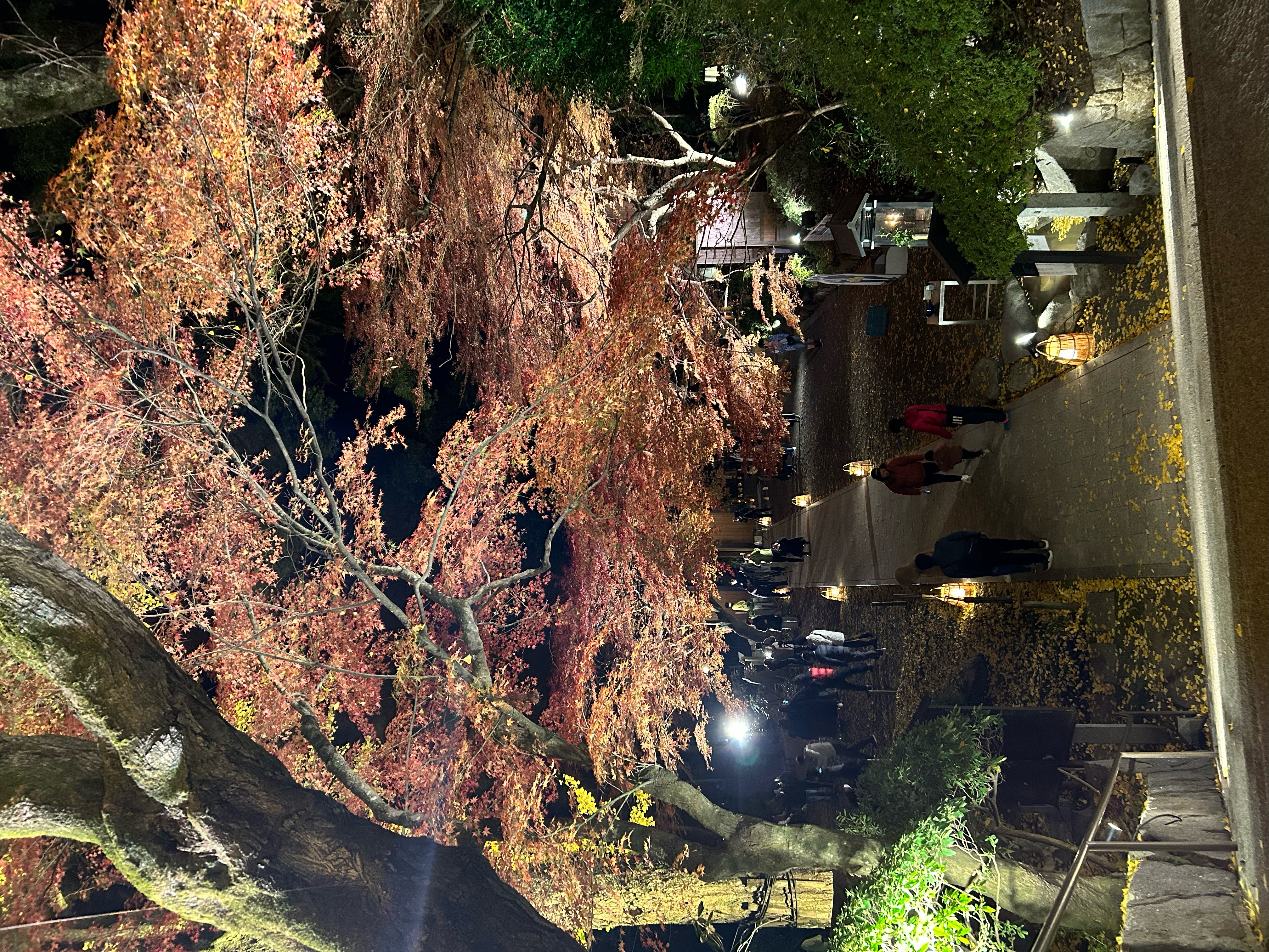 大興善寺ライトアップ