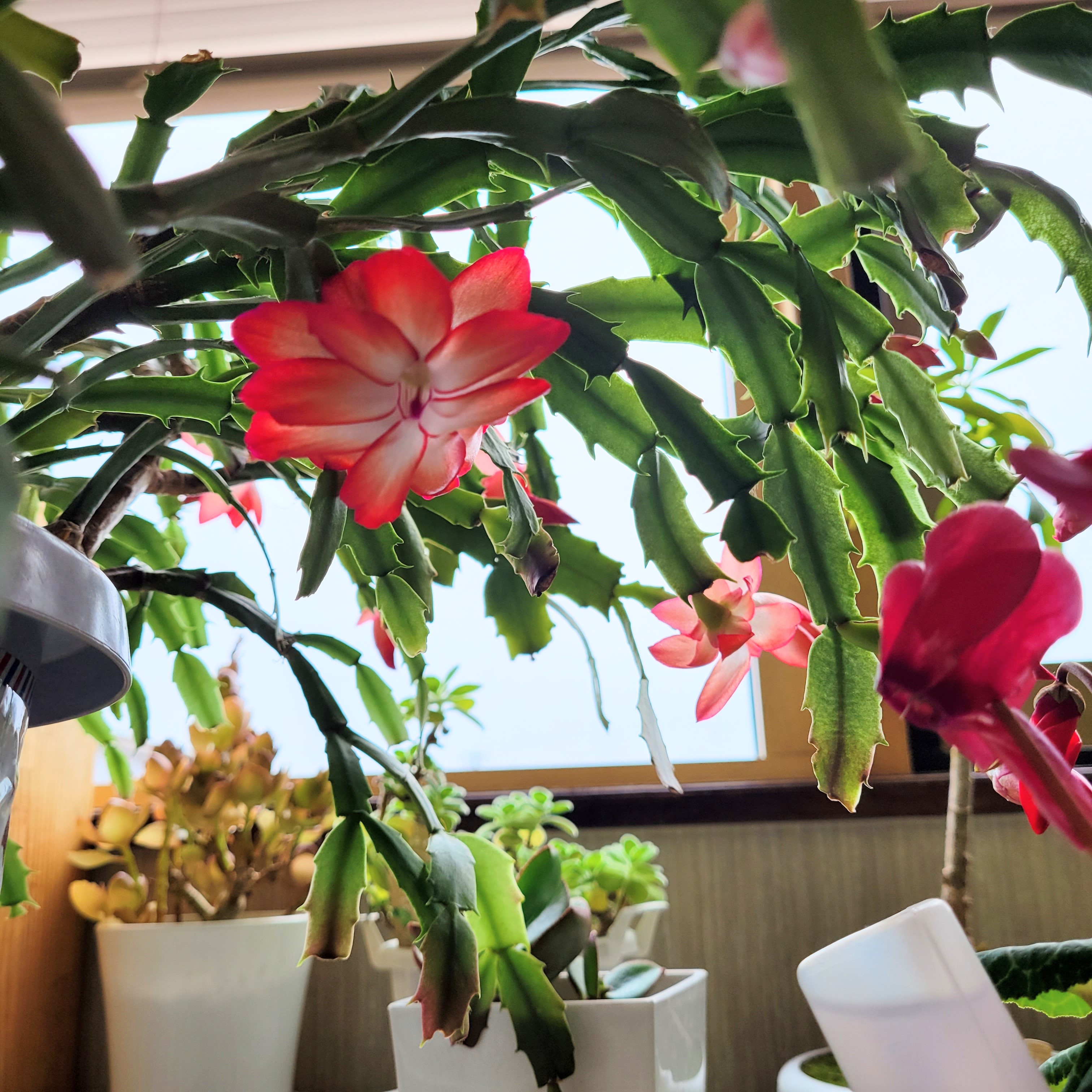 シャコバサホテン