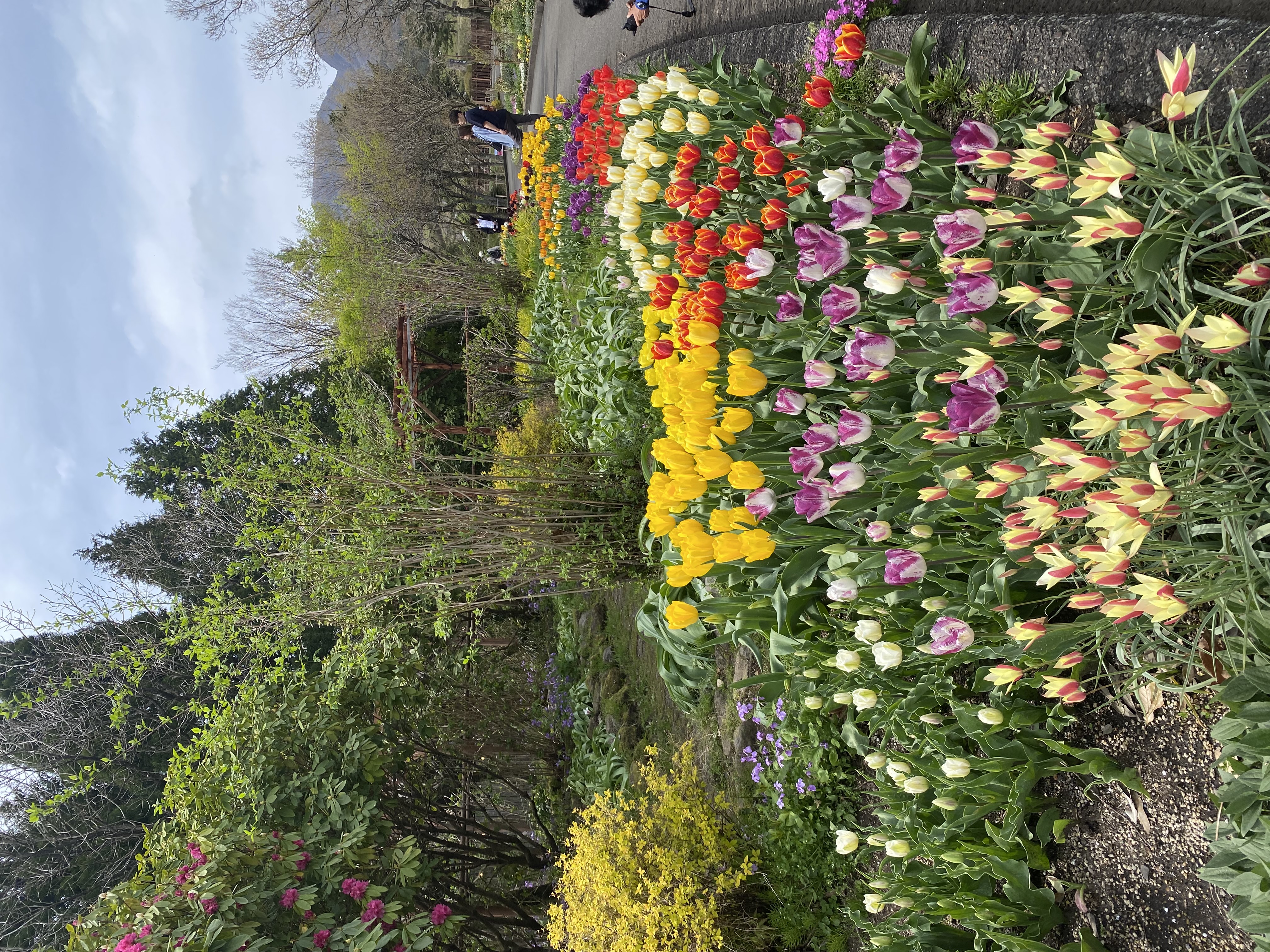 くじゅう花公園