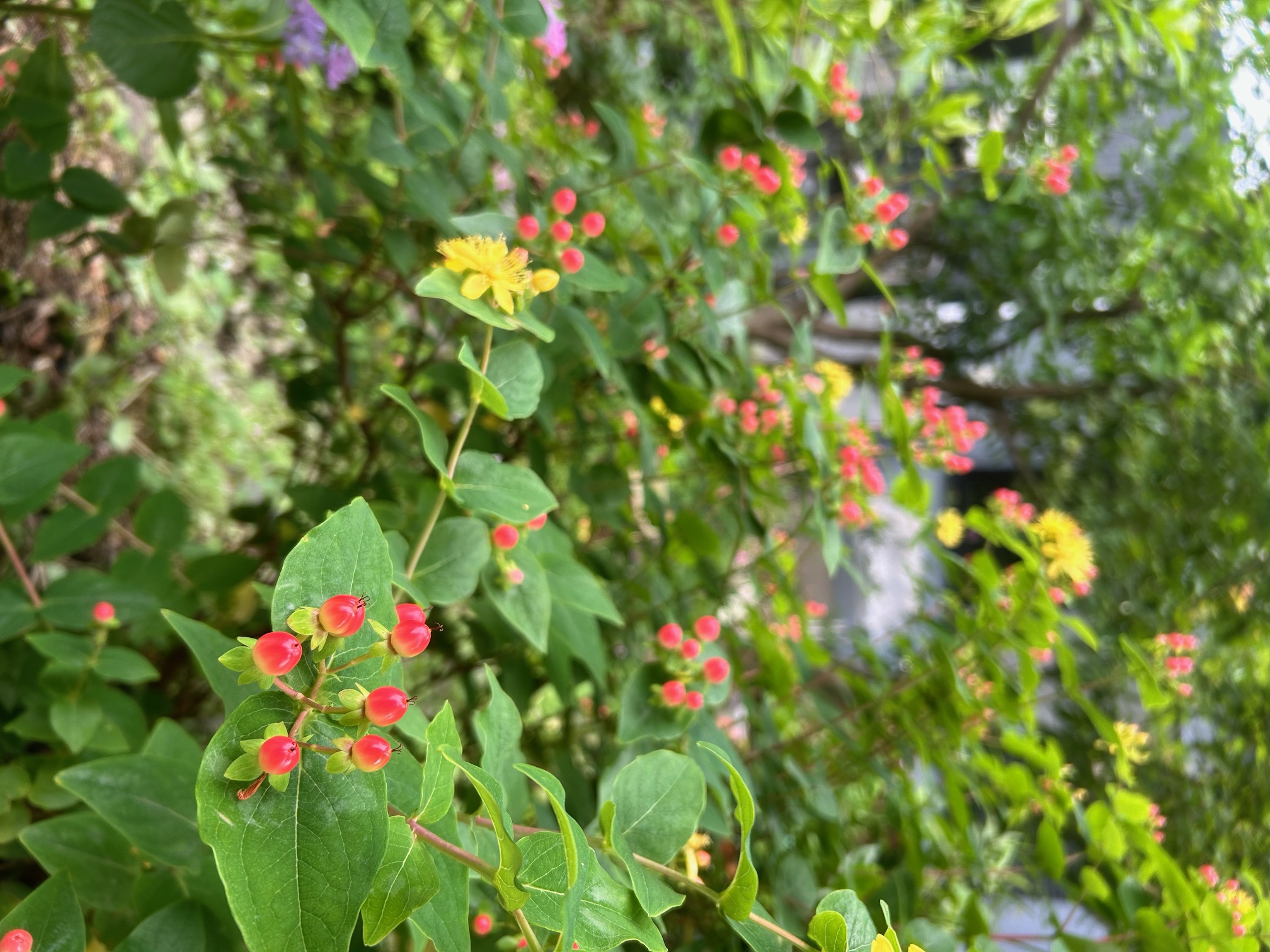 赤い実と黄色いお花