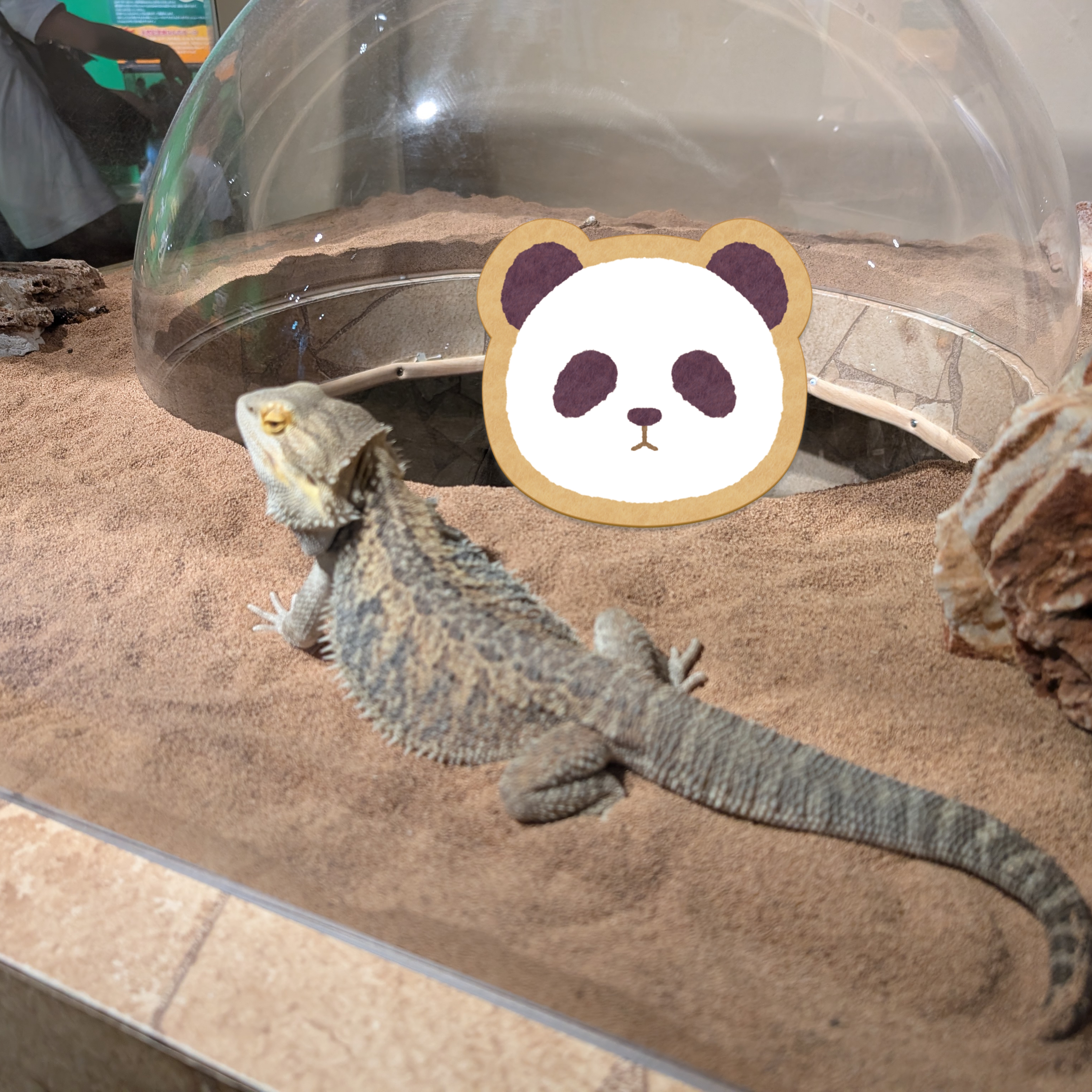 フトアゴヒゲトカゲ