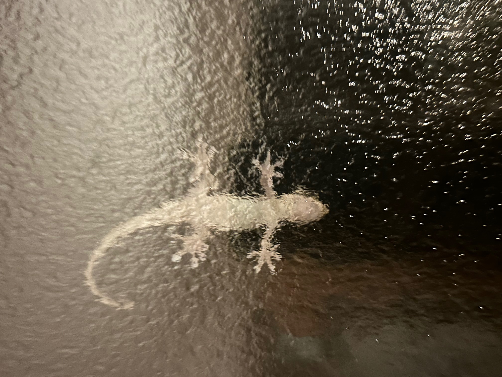 ヤモリ？イモリ？