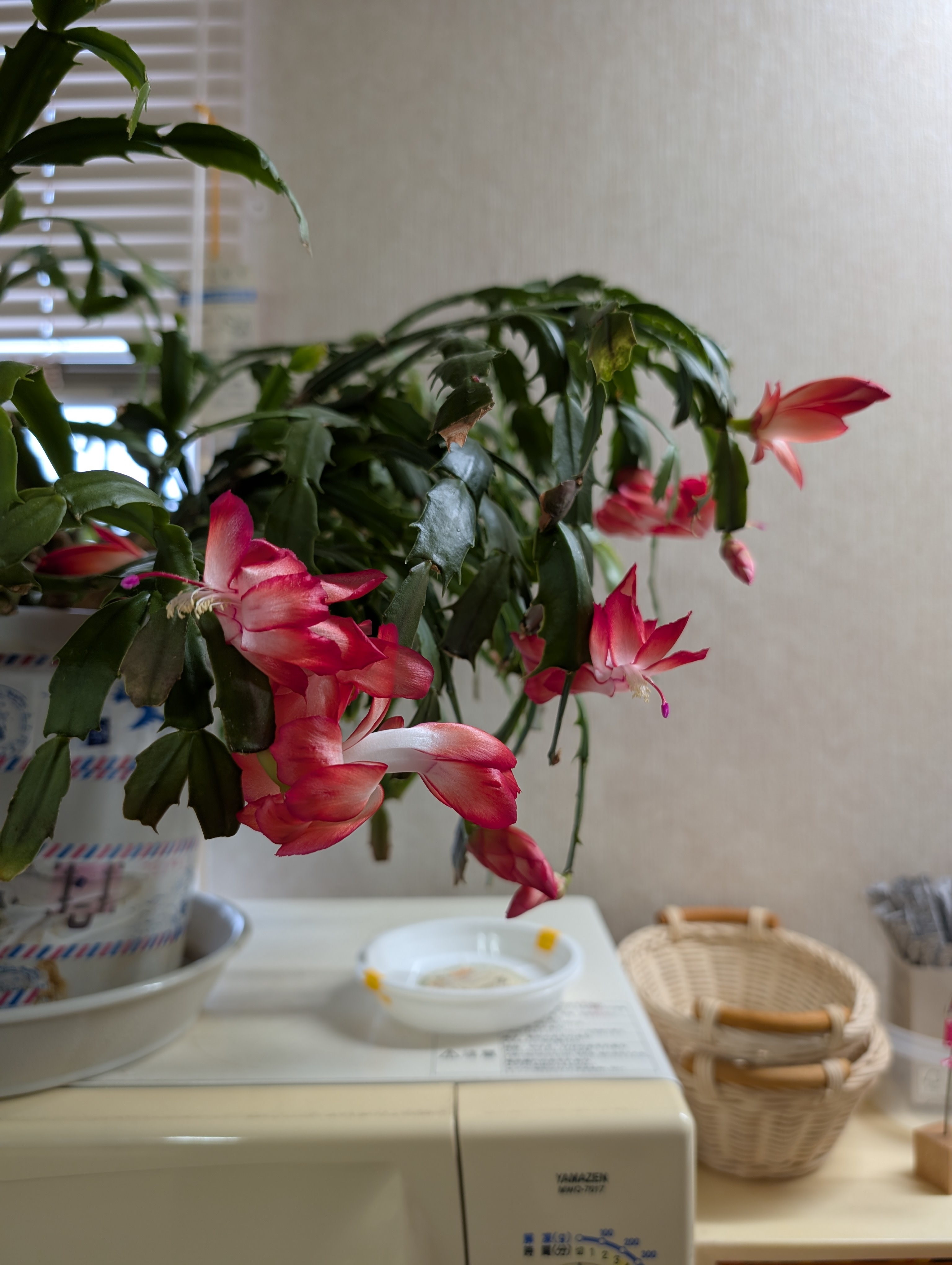 シャコバサボテン