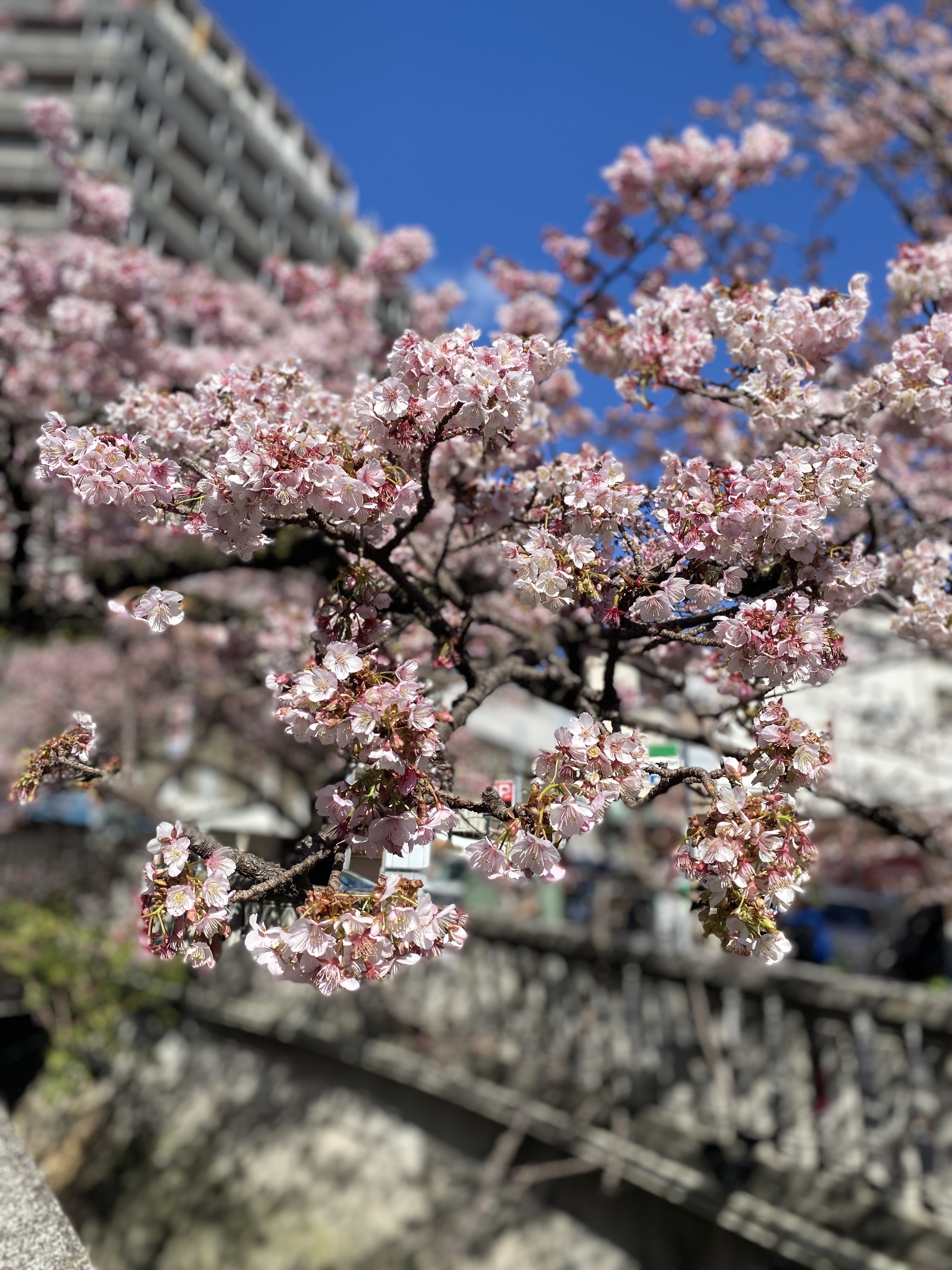 熱海桜