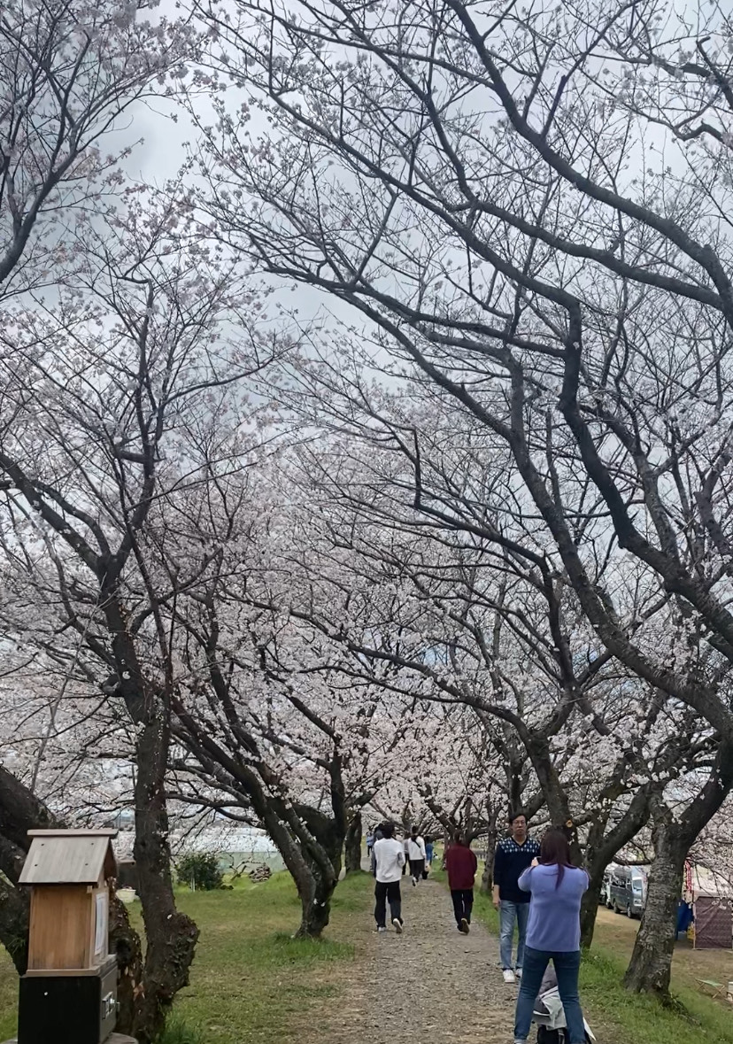 流川の桜