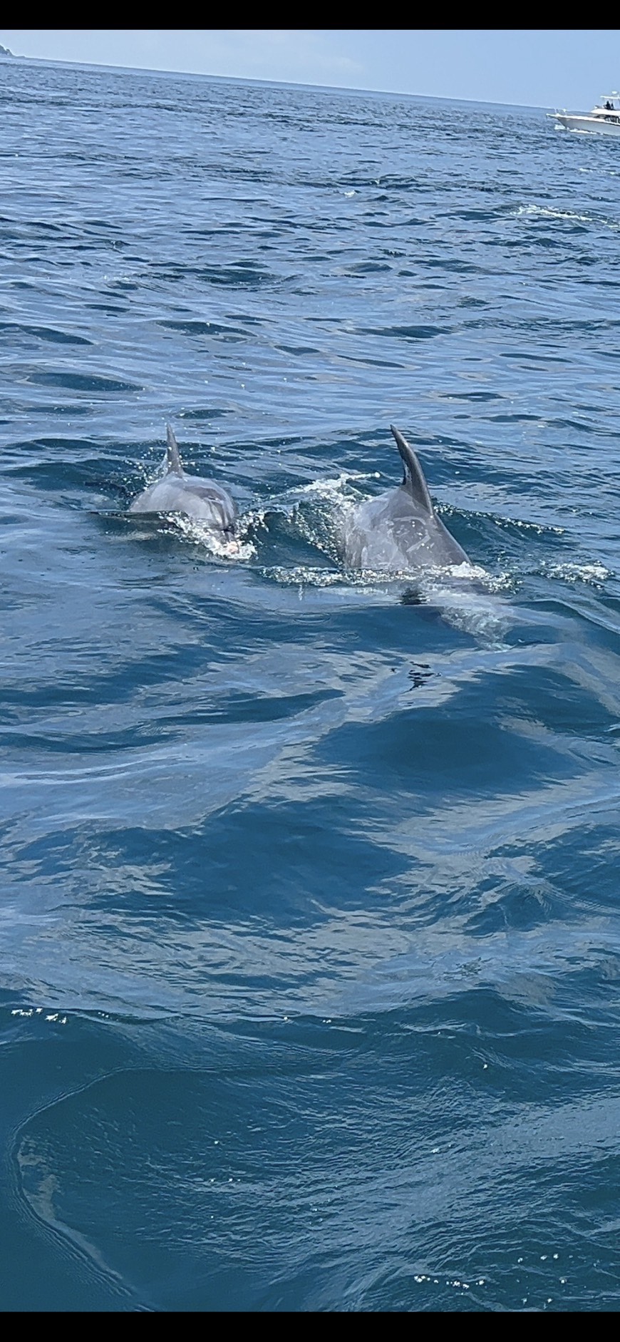 イルカウォッチング