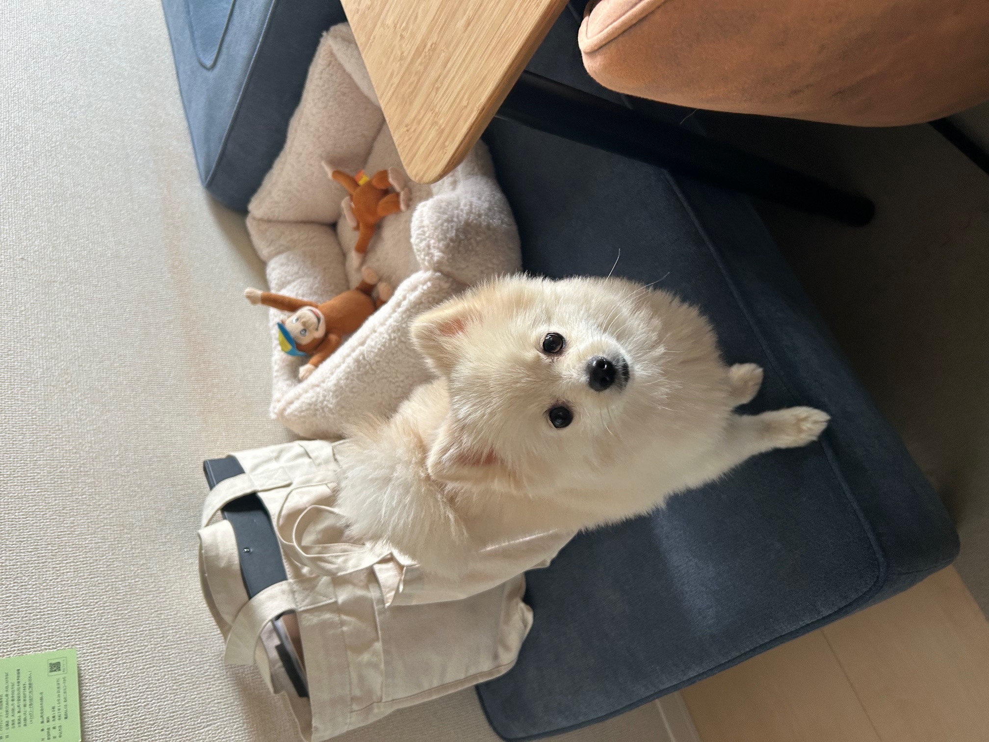 家族になって1年