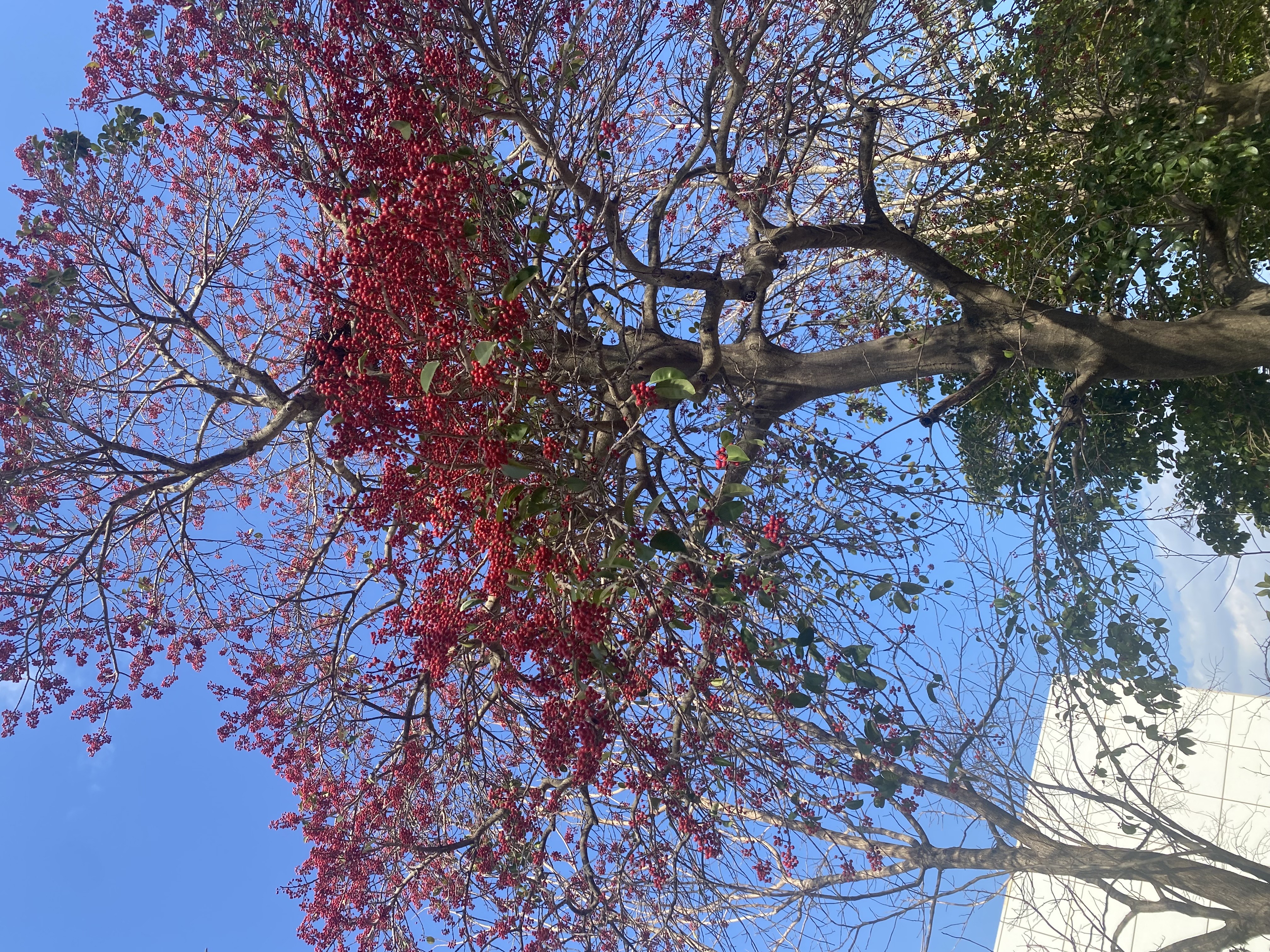 この木何の木？