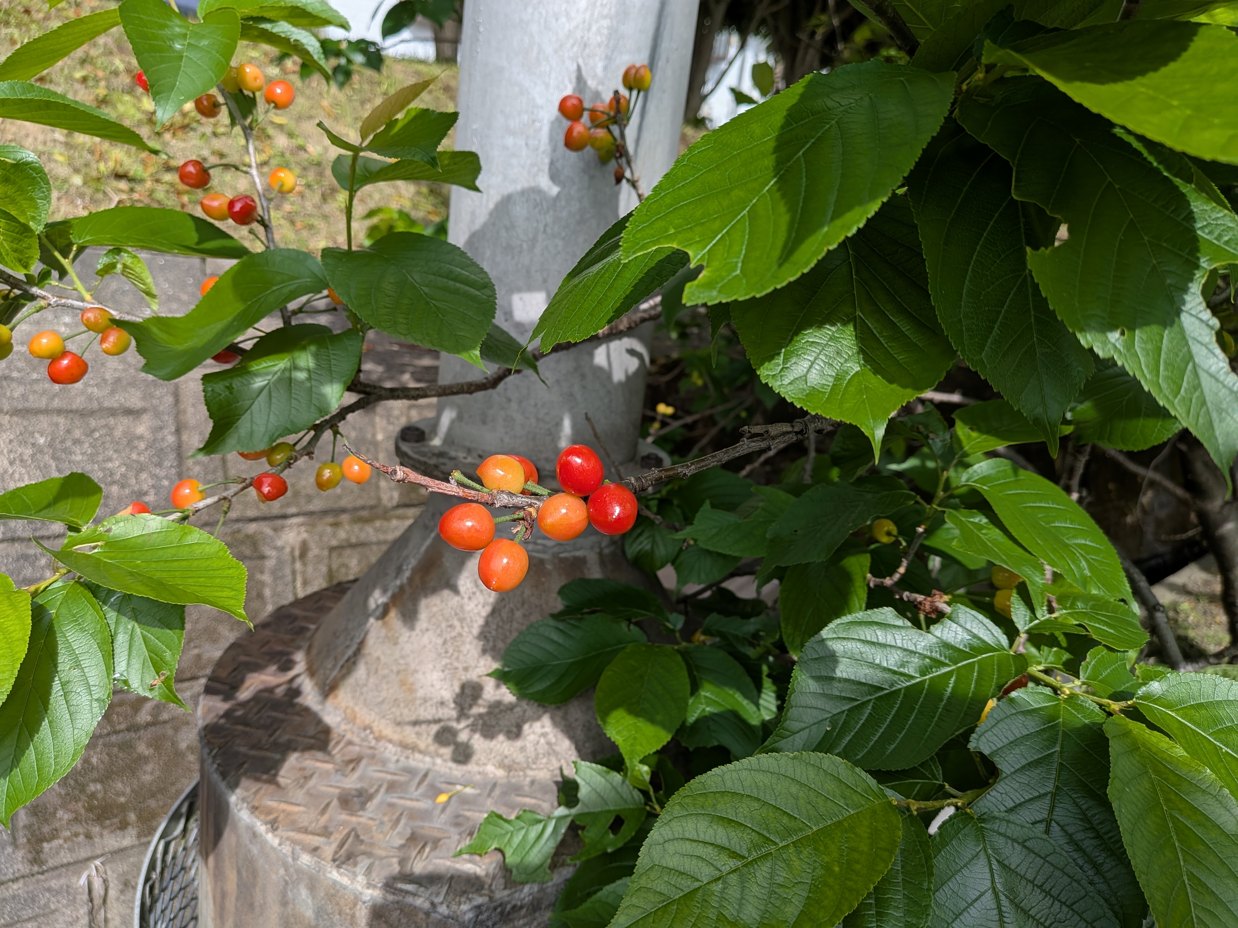 さくらんぼのその後🍒
