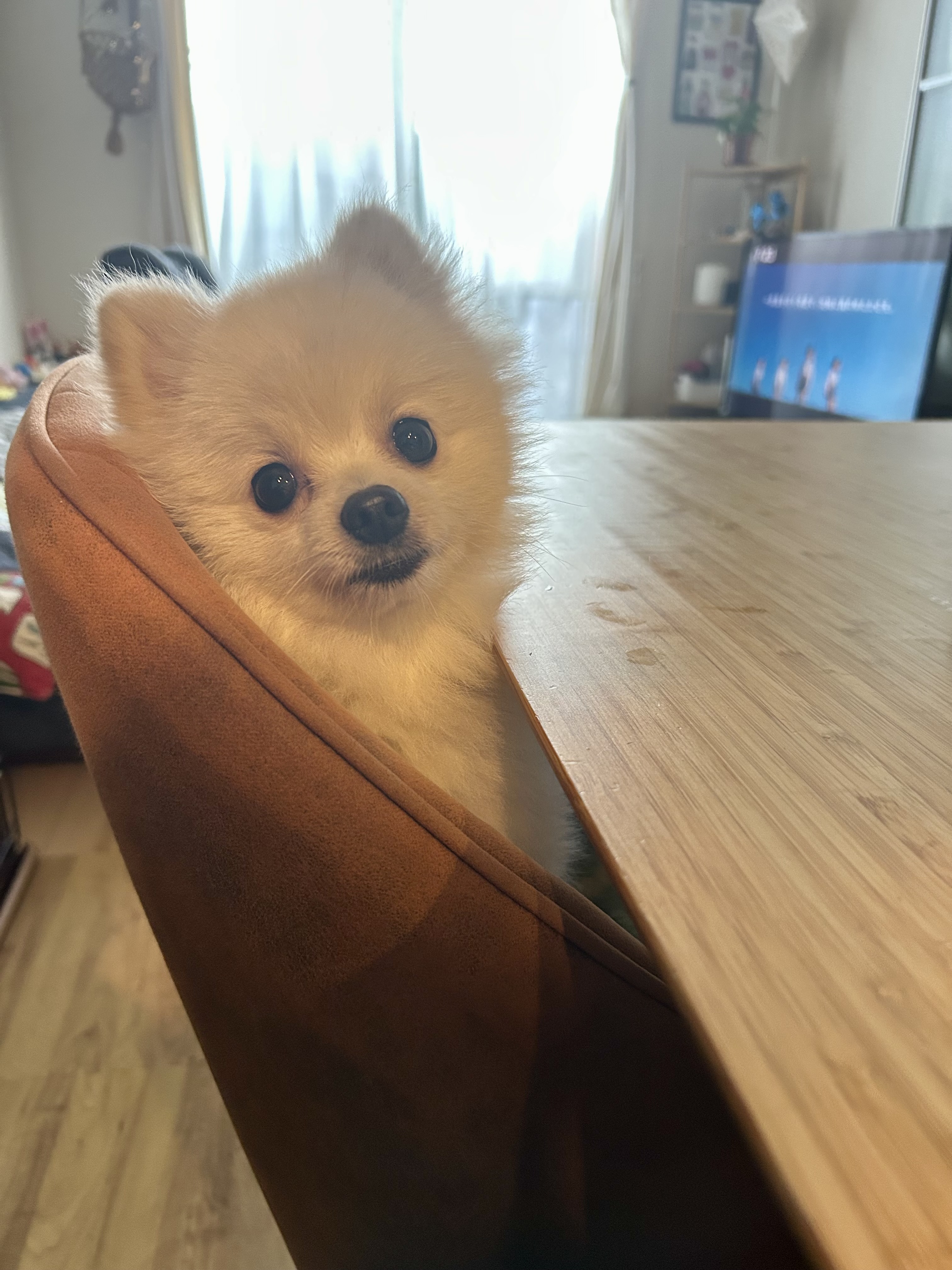 僕もください