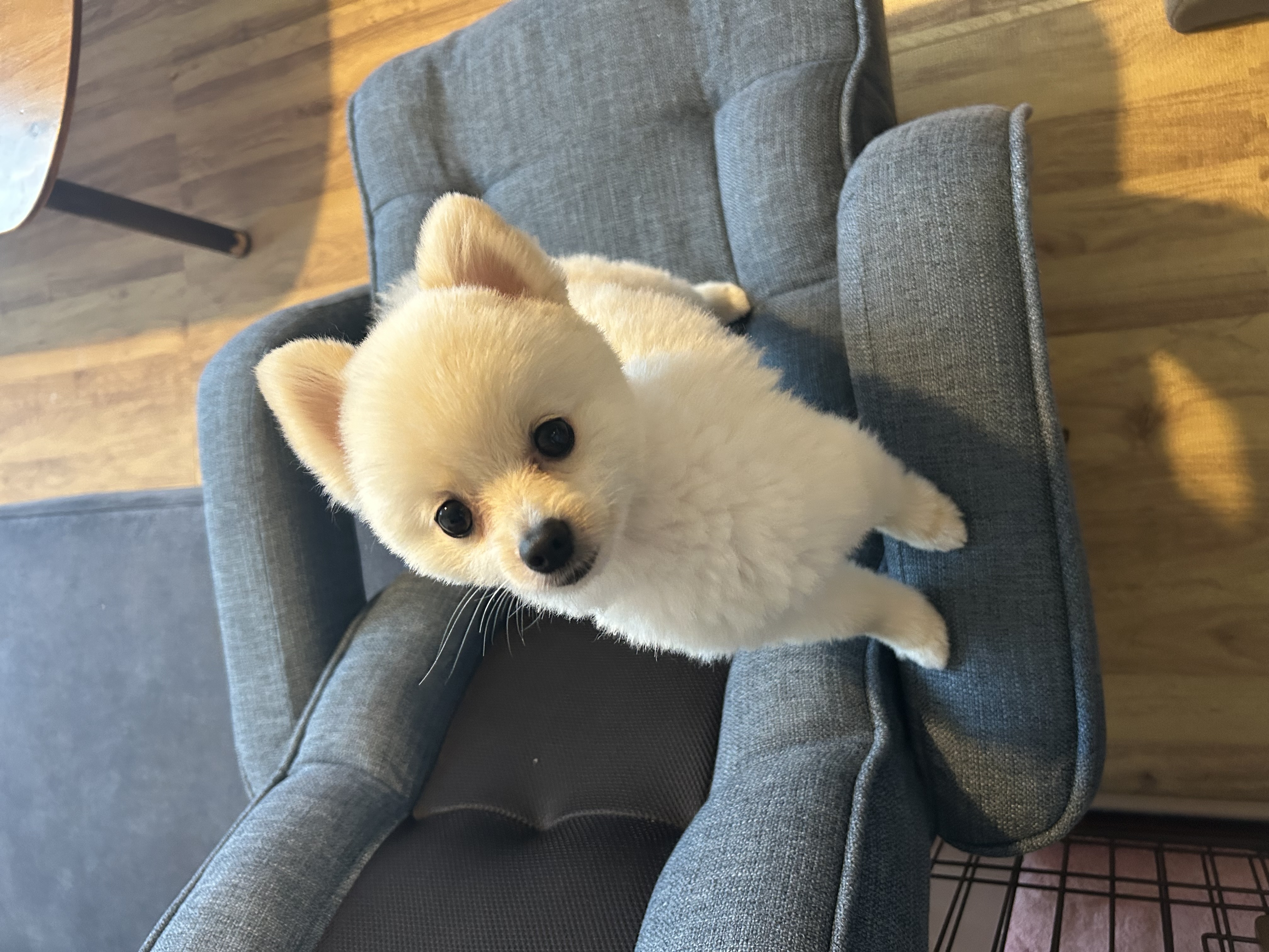 サマーカット