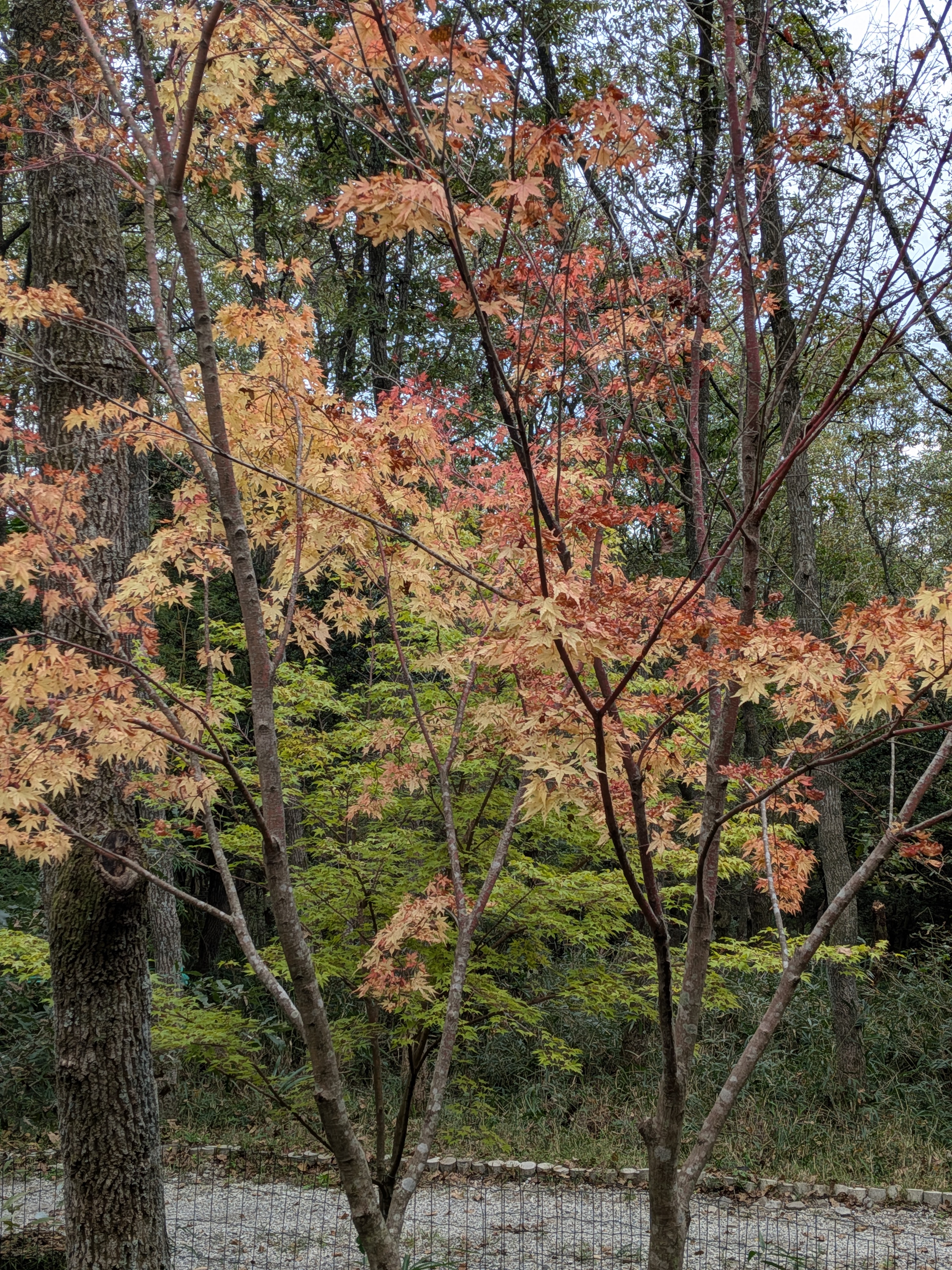 紅葉🍁